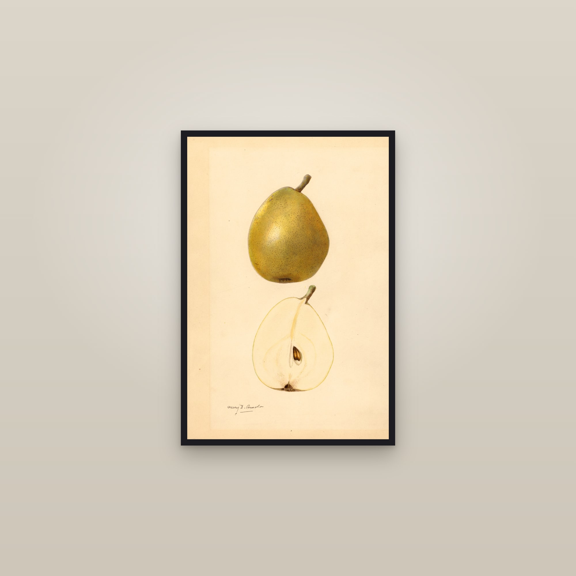 Anjou Pear — framed in a gallery setting