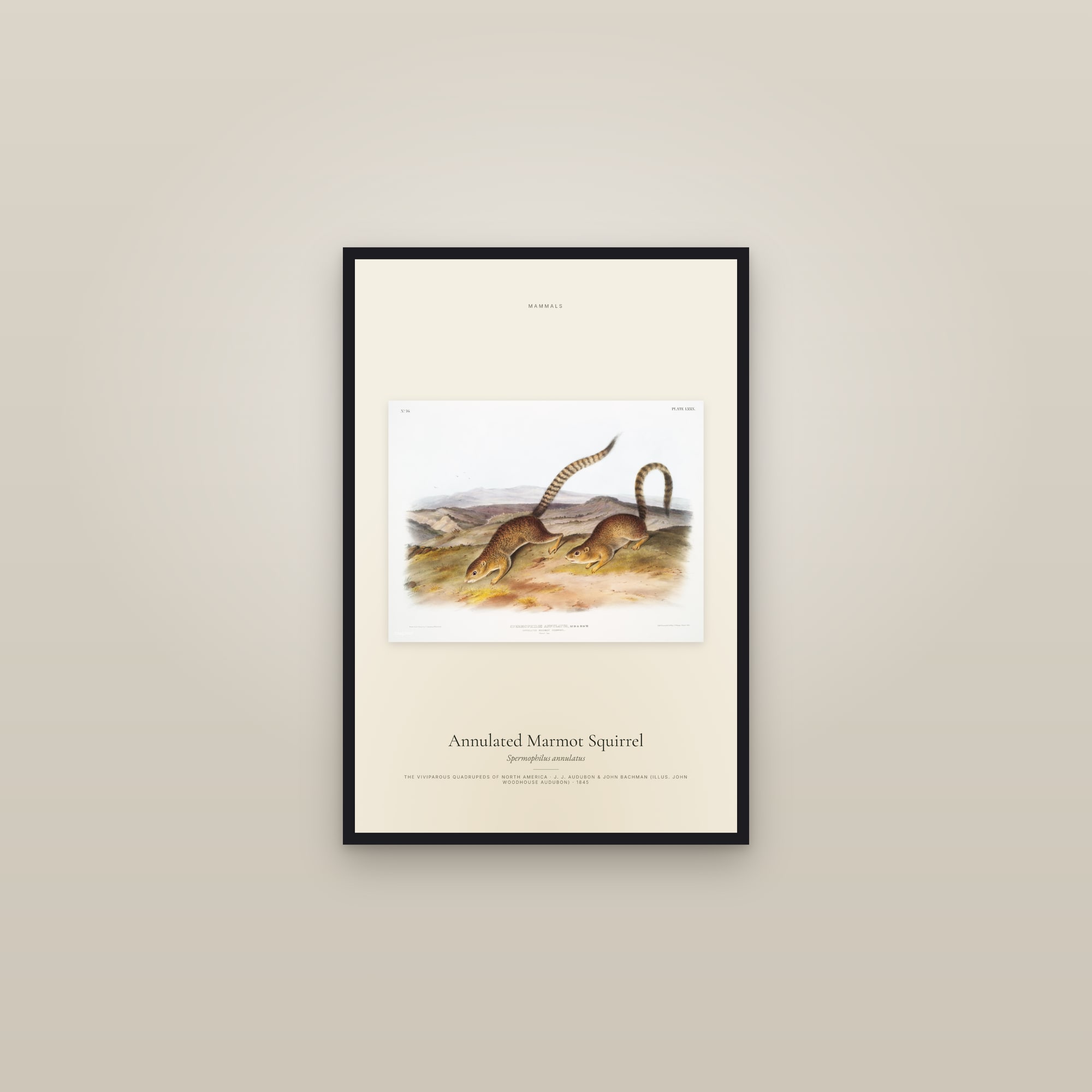 Annulated Marmot Squirrel — framed in a gallery setting