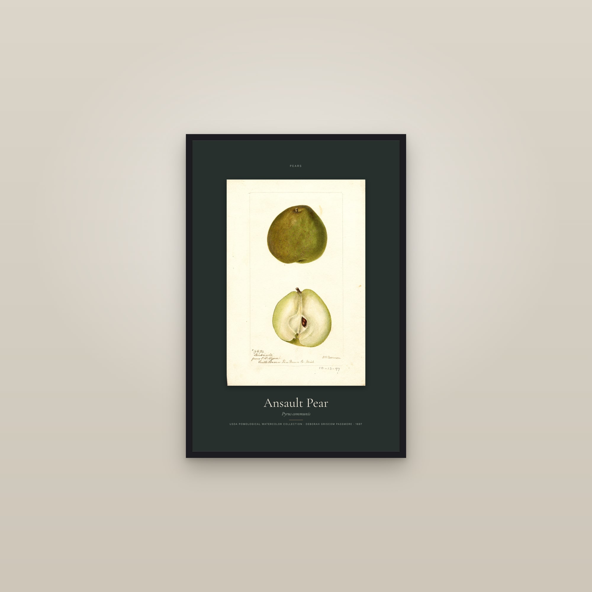 Ansault Pear — Specimen — framed in a gallery setting