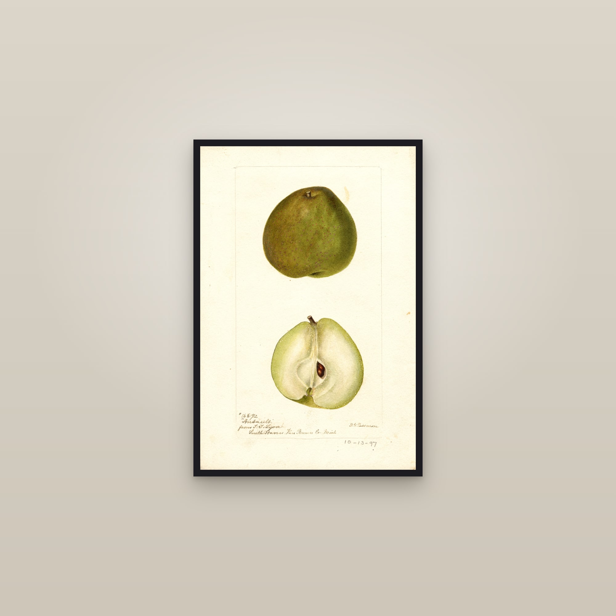 Ansault Pear — framed in a gallery setting