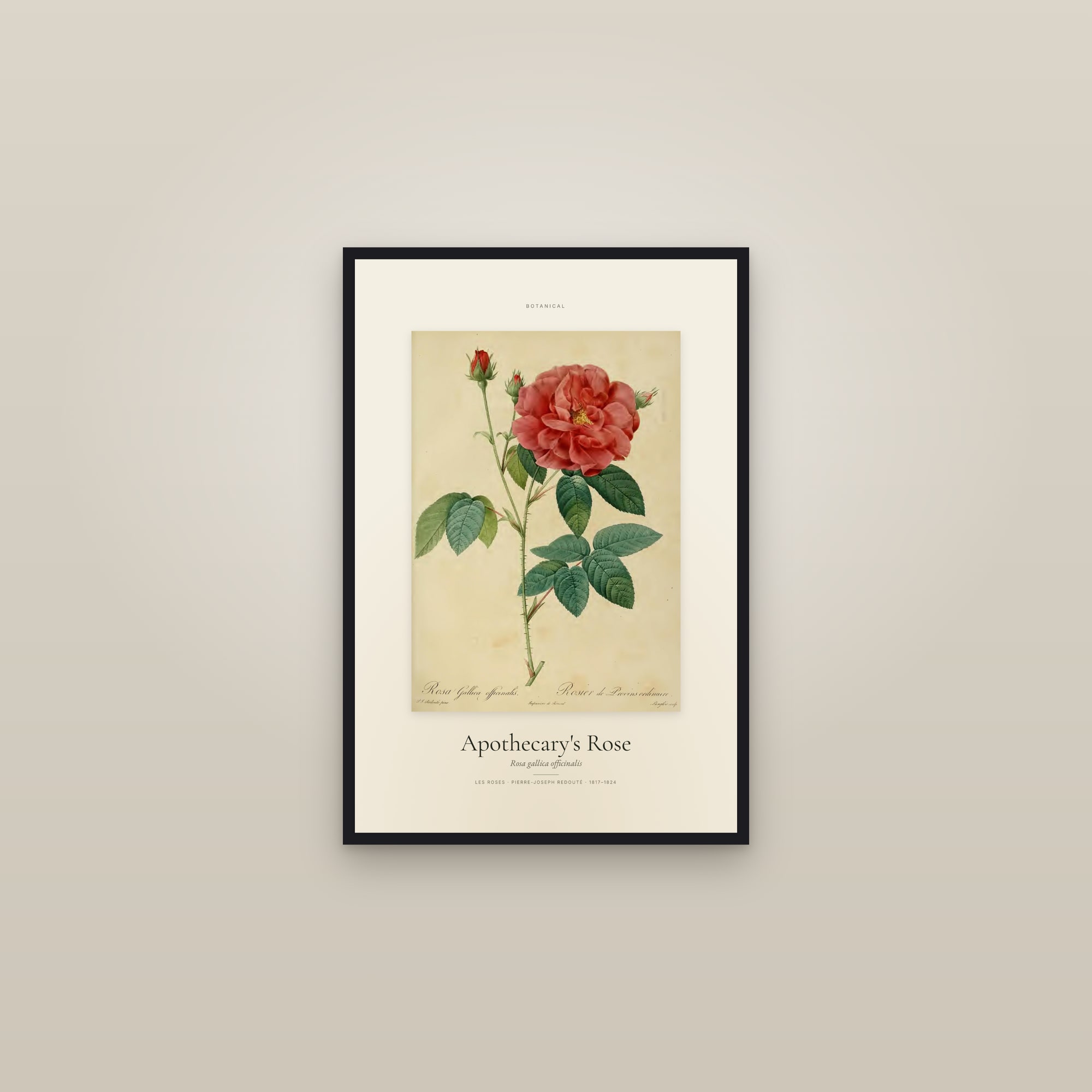 Apothecary's Rose — Specimen — framed in a gallery setting