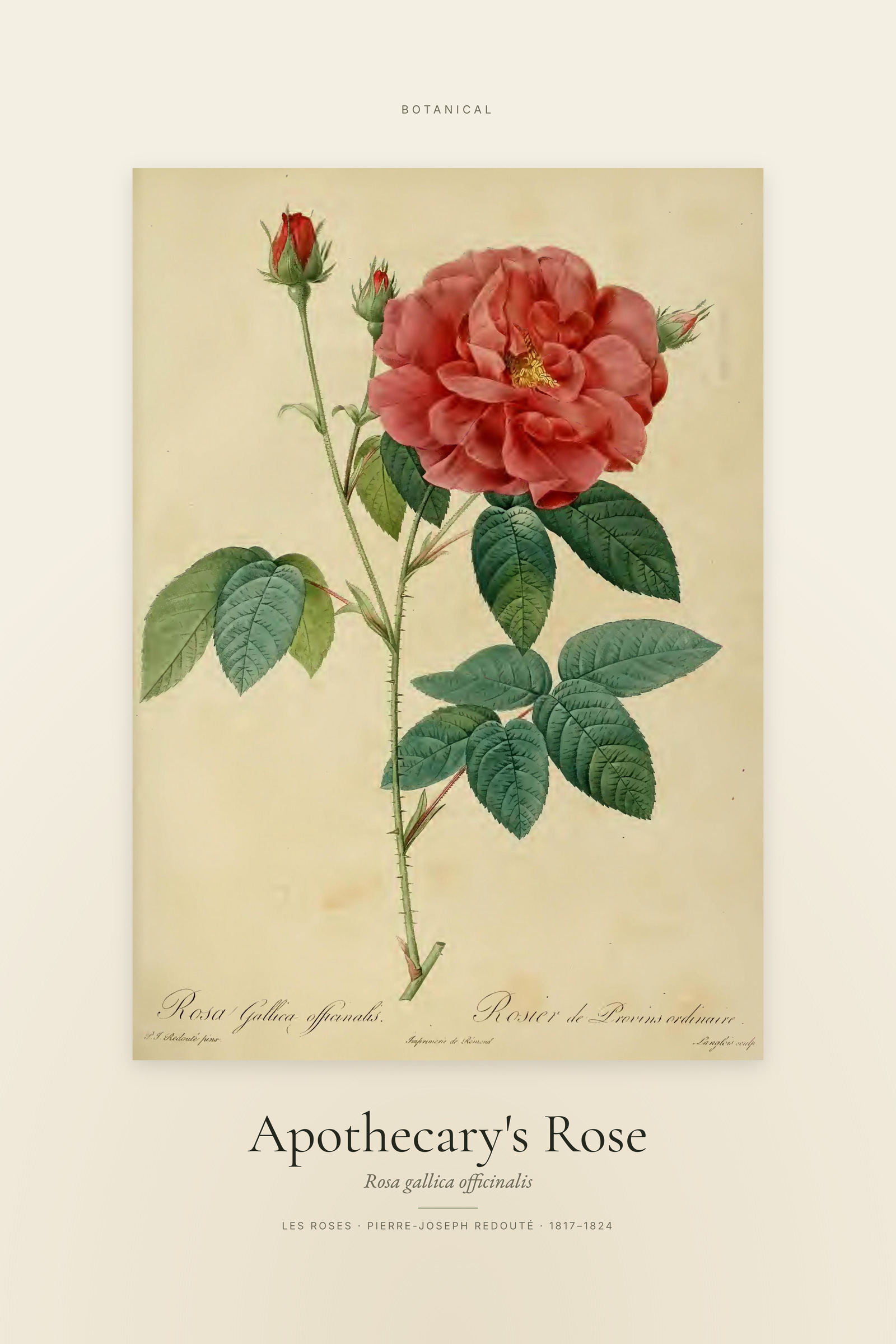 Apothecary's Rose — Specimen