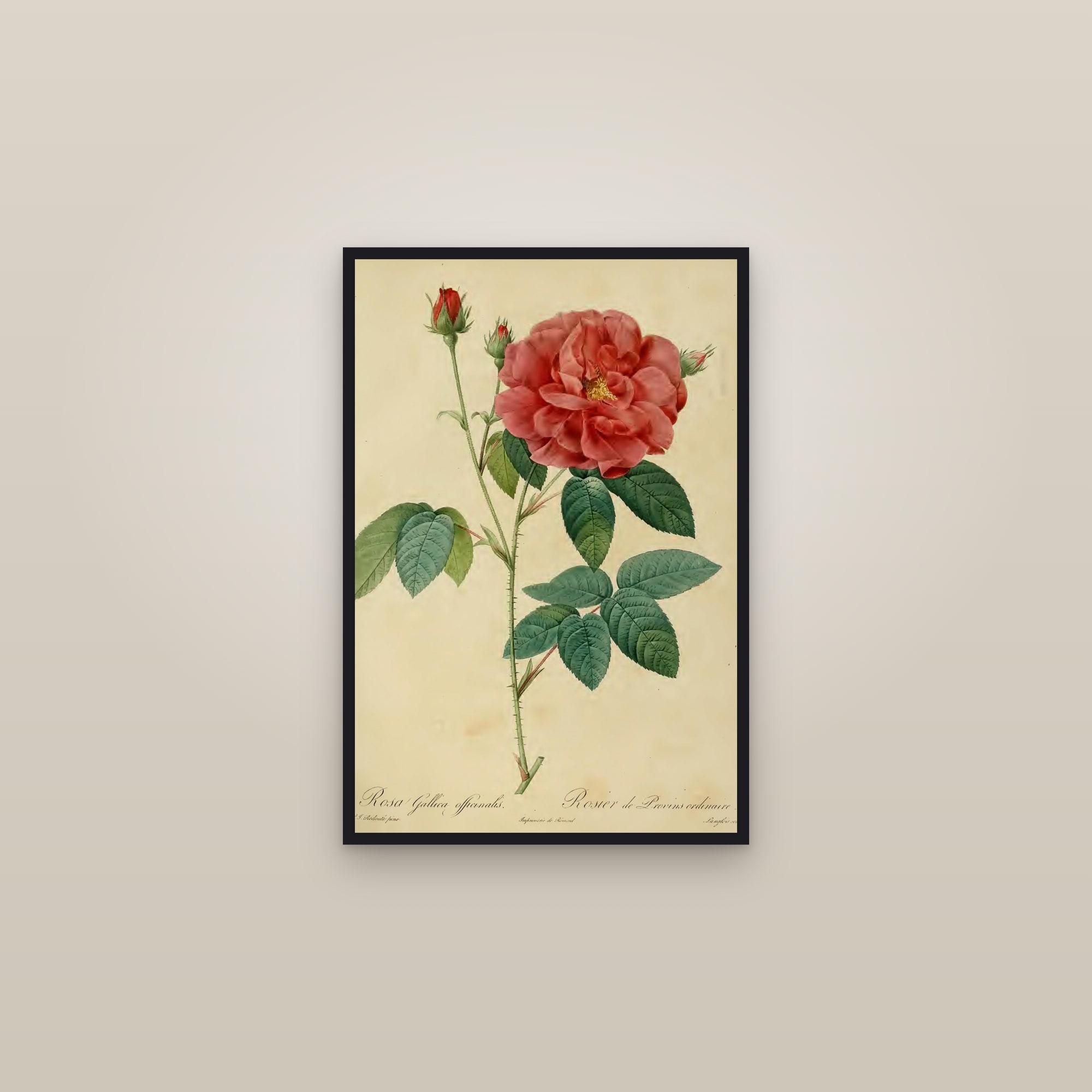 Apothecary's Rose — framed in a gallery setting