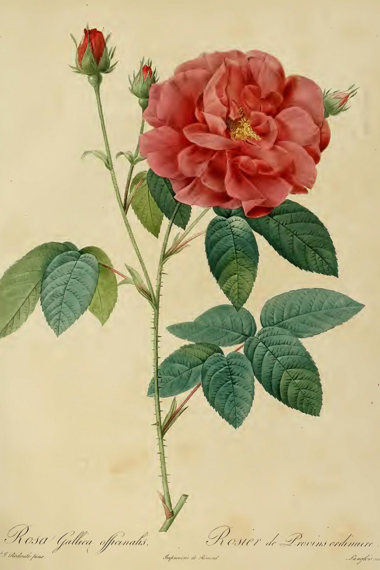 Apothecary's Rose