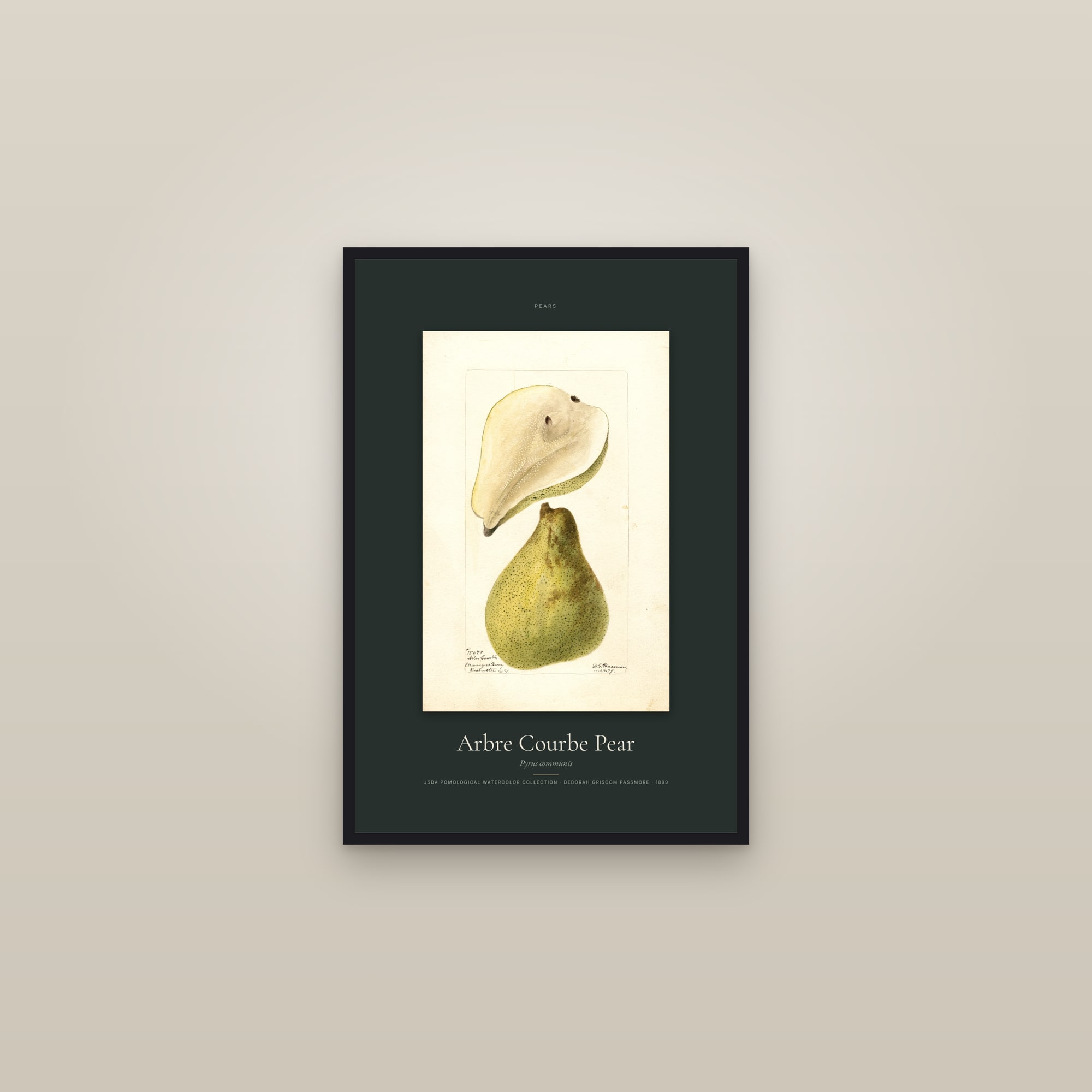 Arbre Courbe Pear — Specimen — framed in a gallery setting