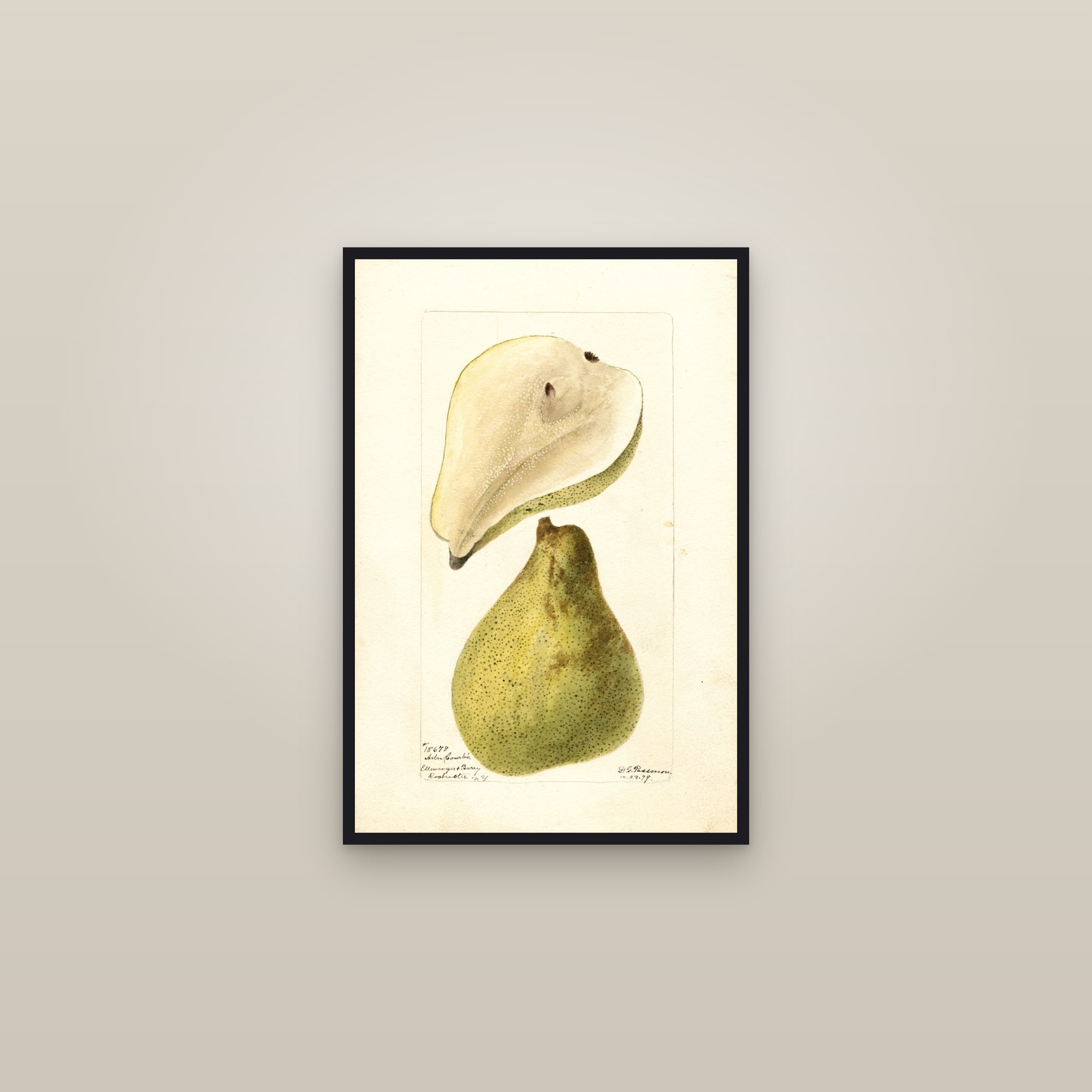 Arbre Courbe Pear — framed in a gallery setting