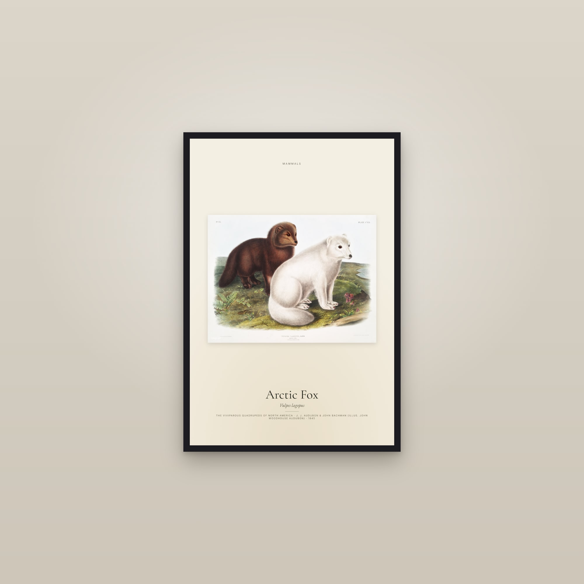 Arctic Fox — framed in a gallery setting
