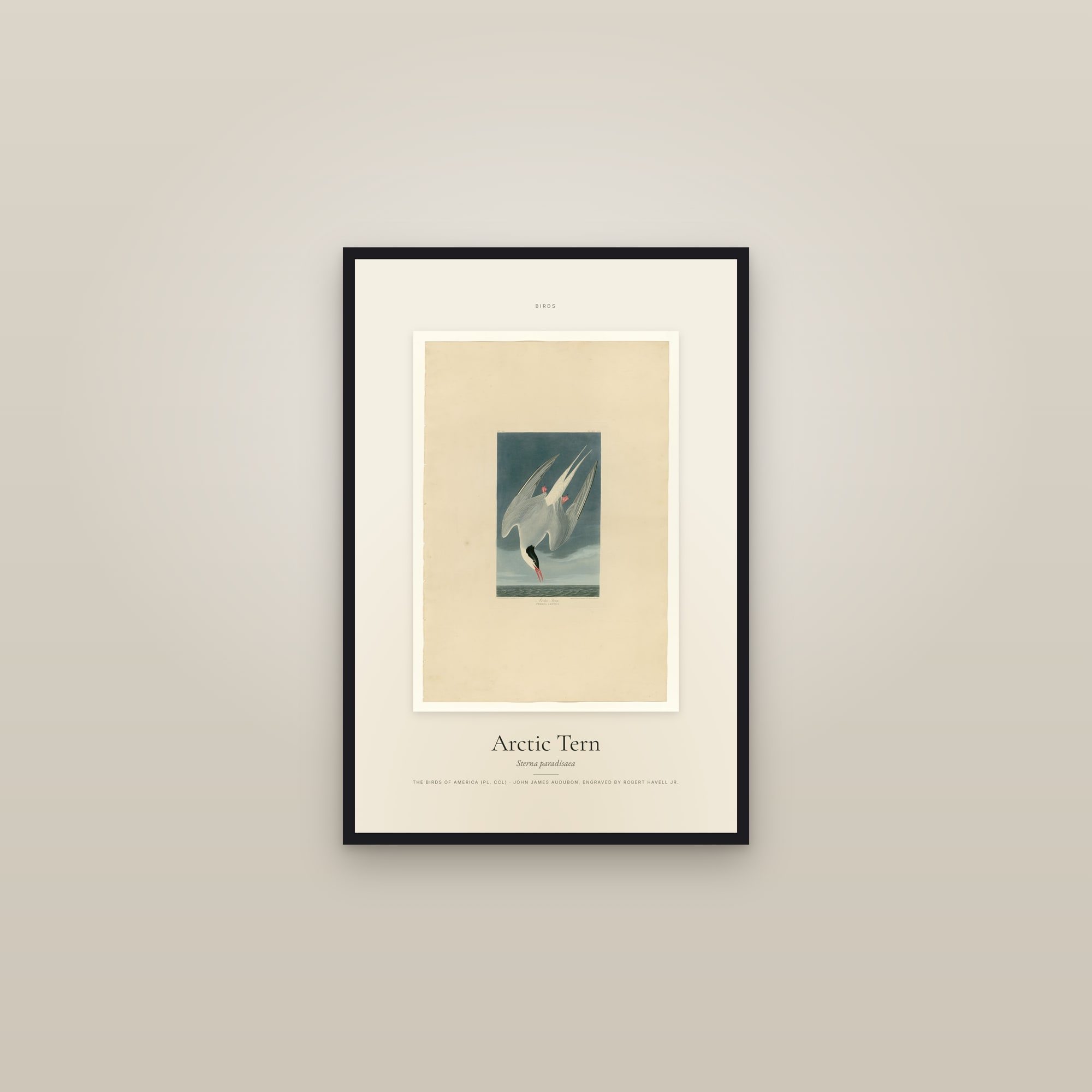 Arctic Tern — Specimen — framed in a gallery setting