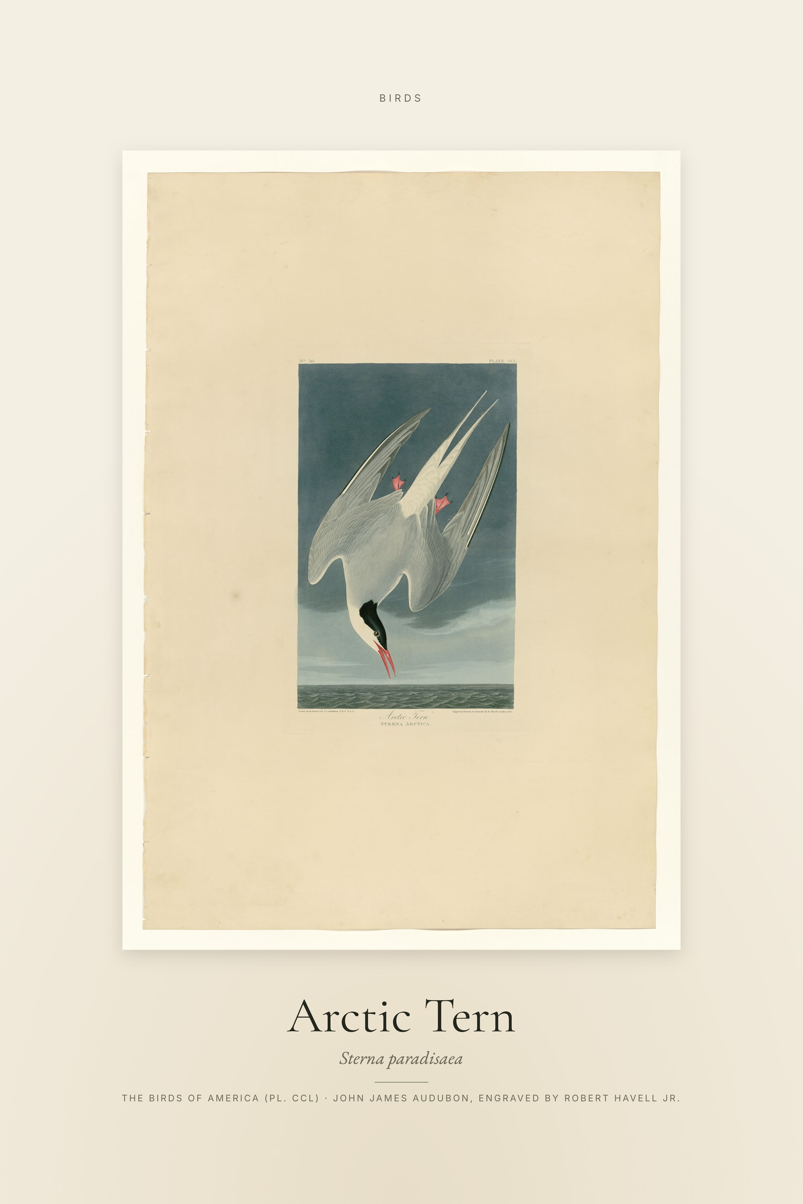 Arctic Tern — Specimen