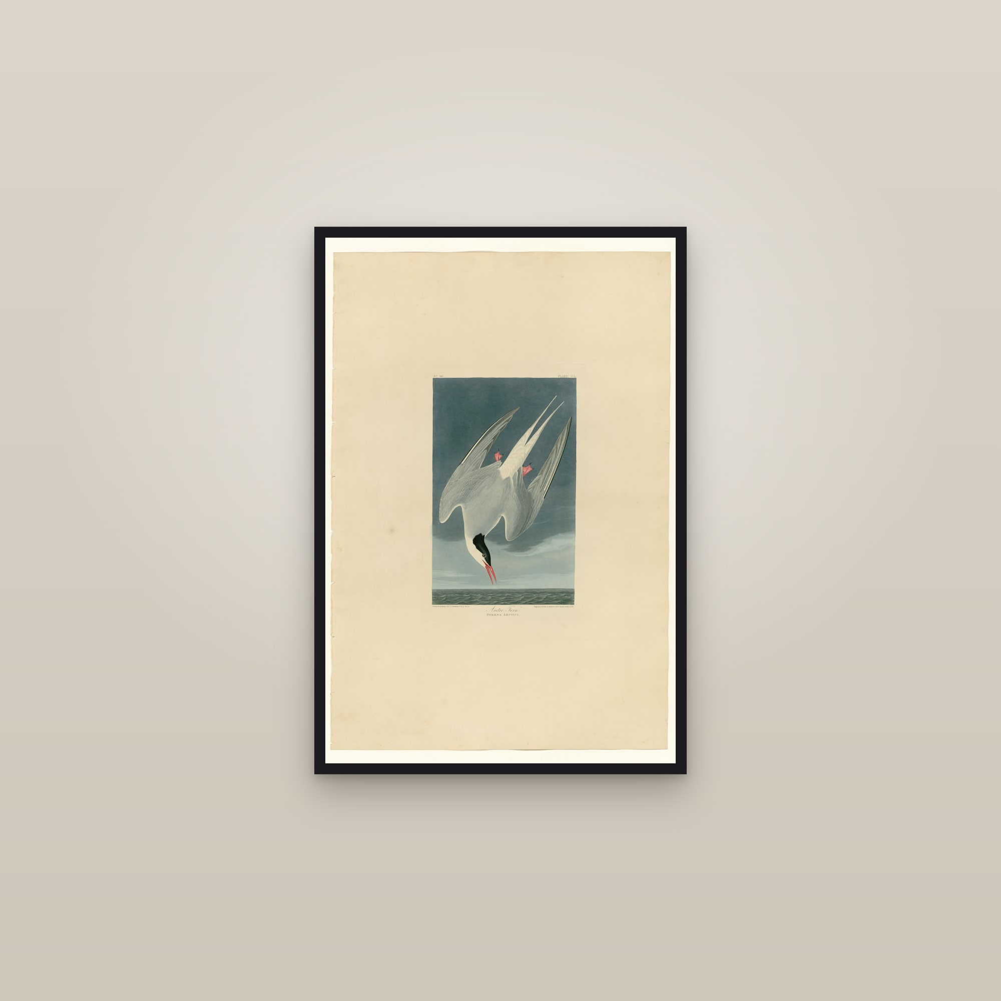 Arctic Tern — framed in a gallery setting