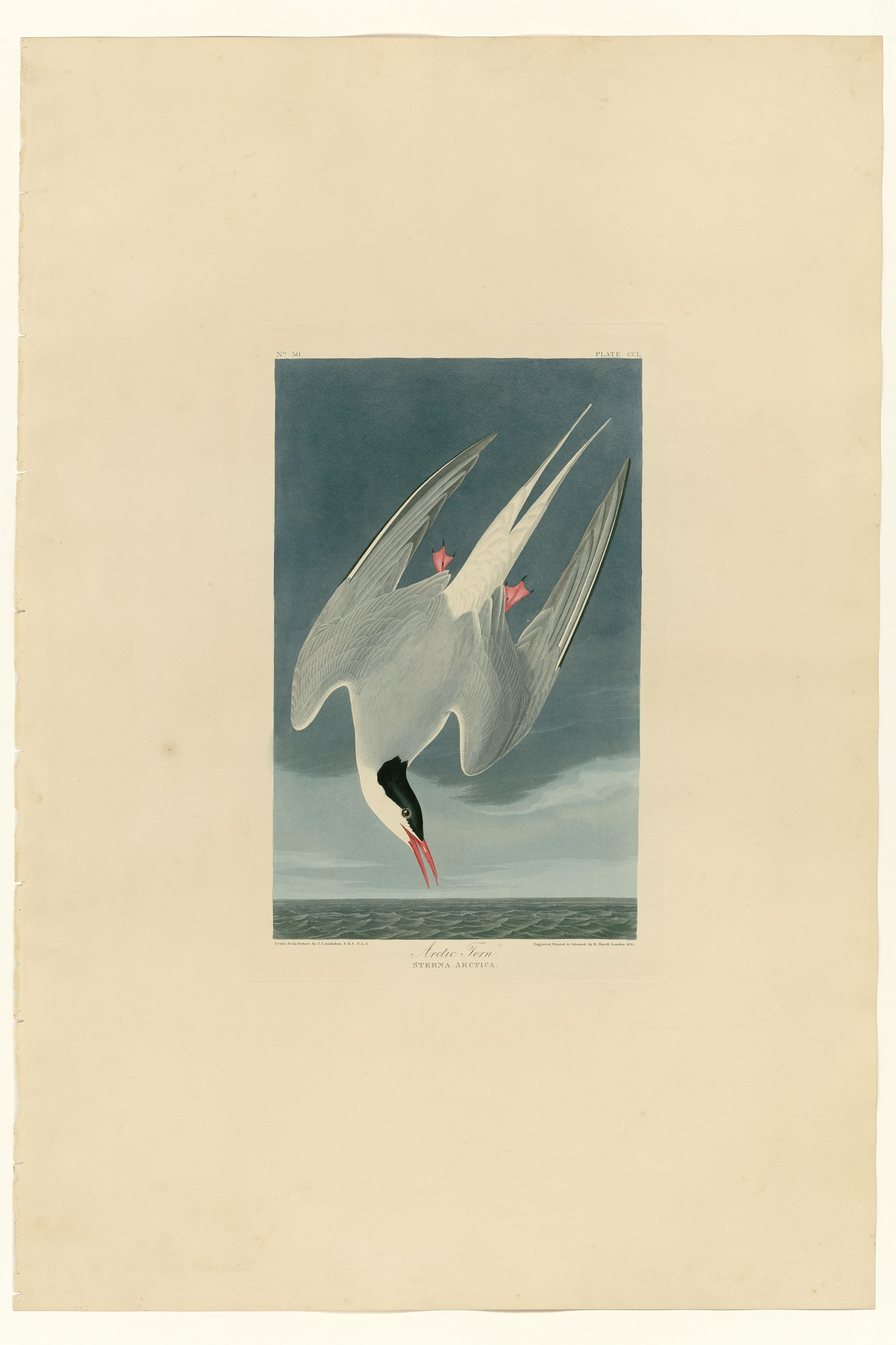 Arctic Tern