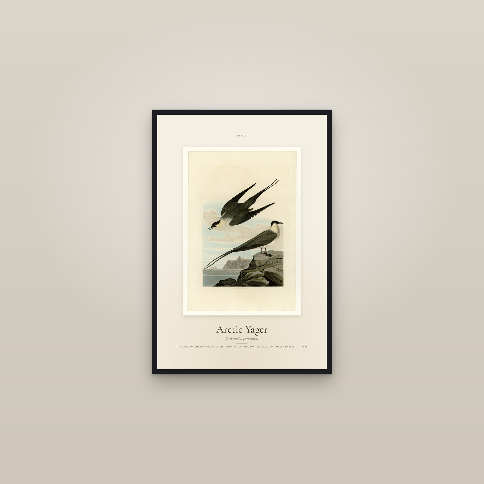 Arctic Yager — Specimen — framed in a gallery setting