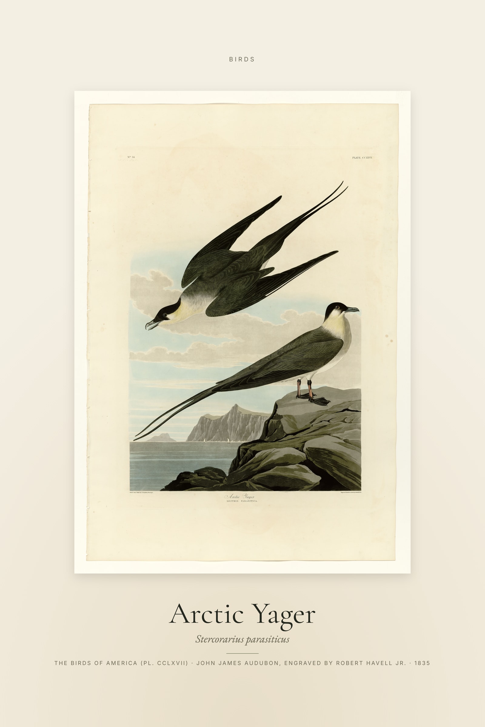Arctic Yager — Specimen
