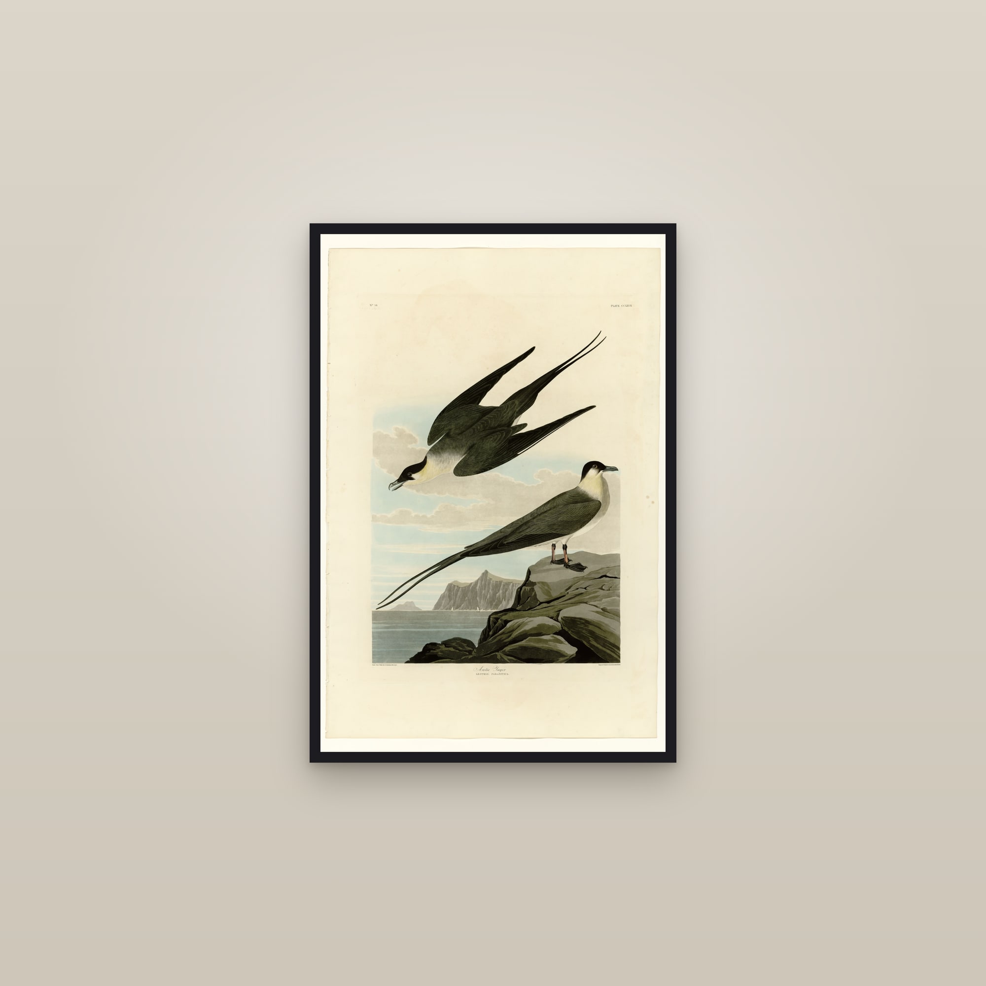 Arctic Yager — framed in a gallery setting