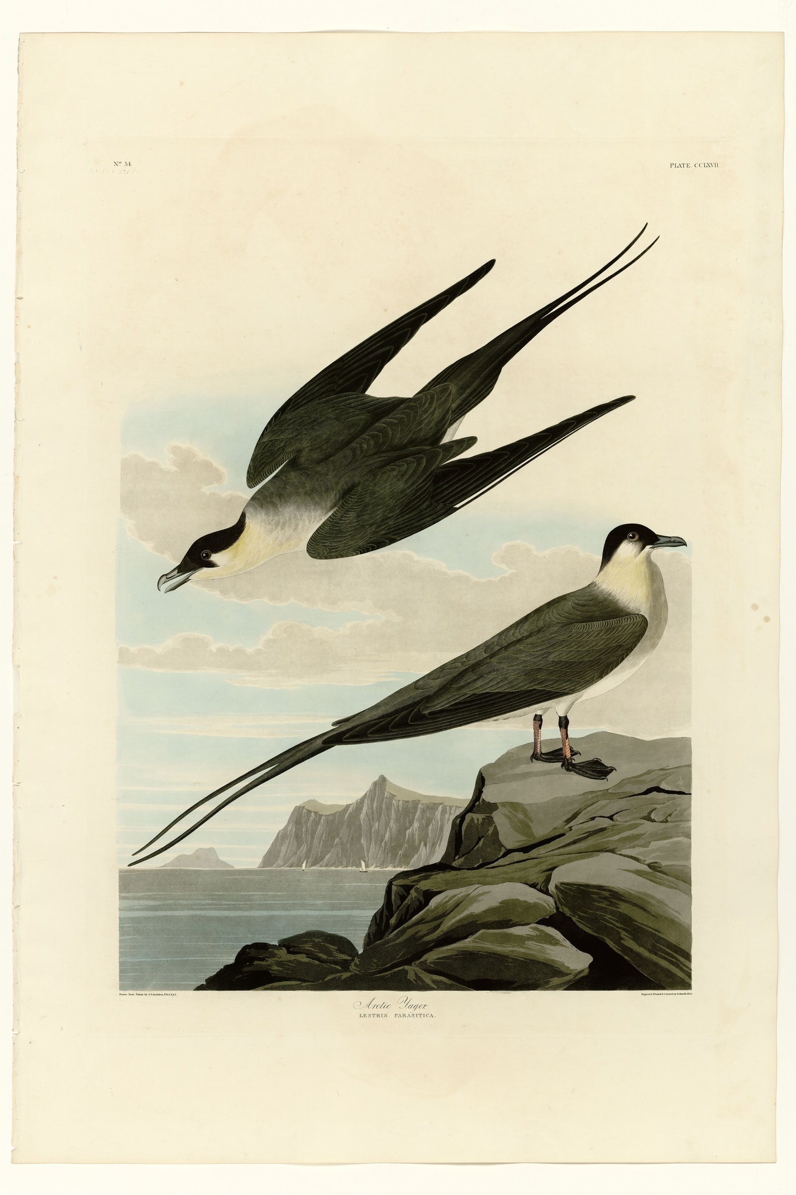 Arctic Yager
