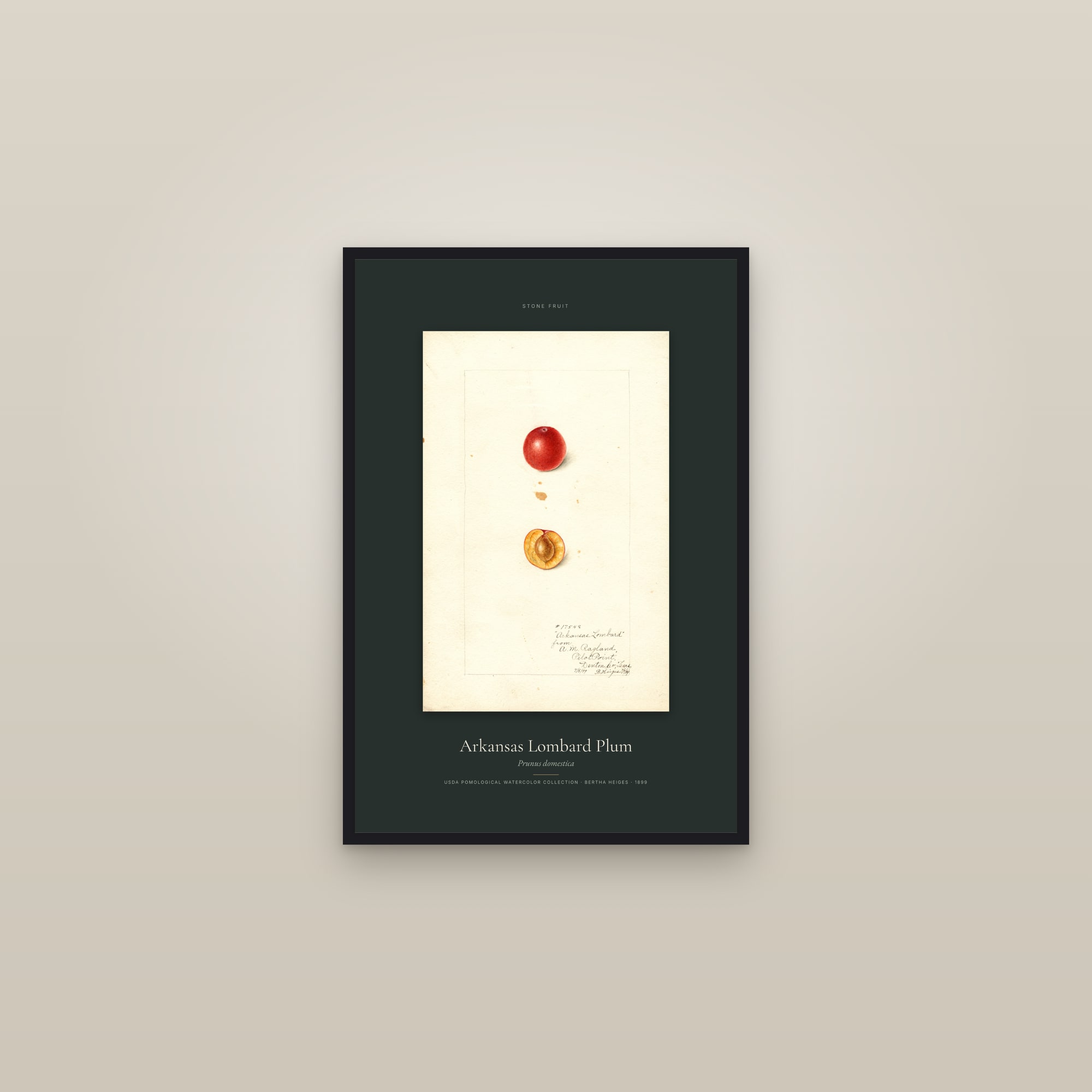 Arkansas Lombard Plum — Specimen — framed in a gallery setting