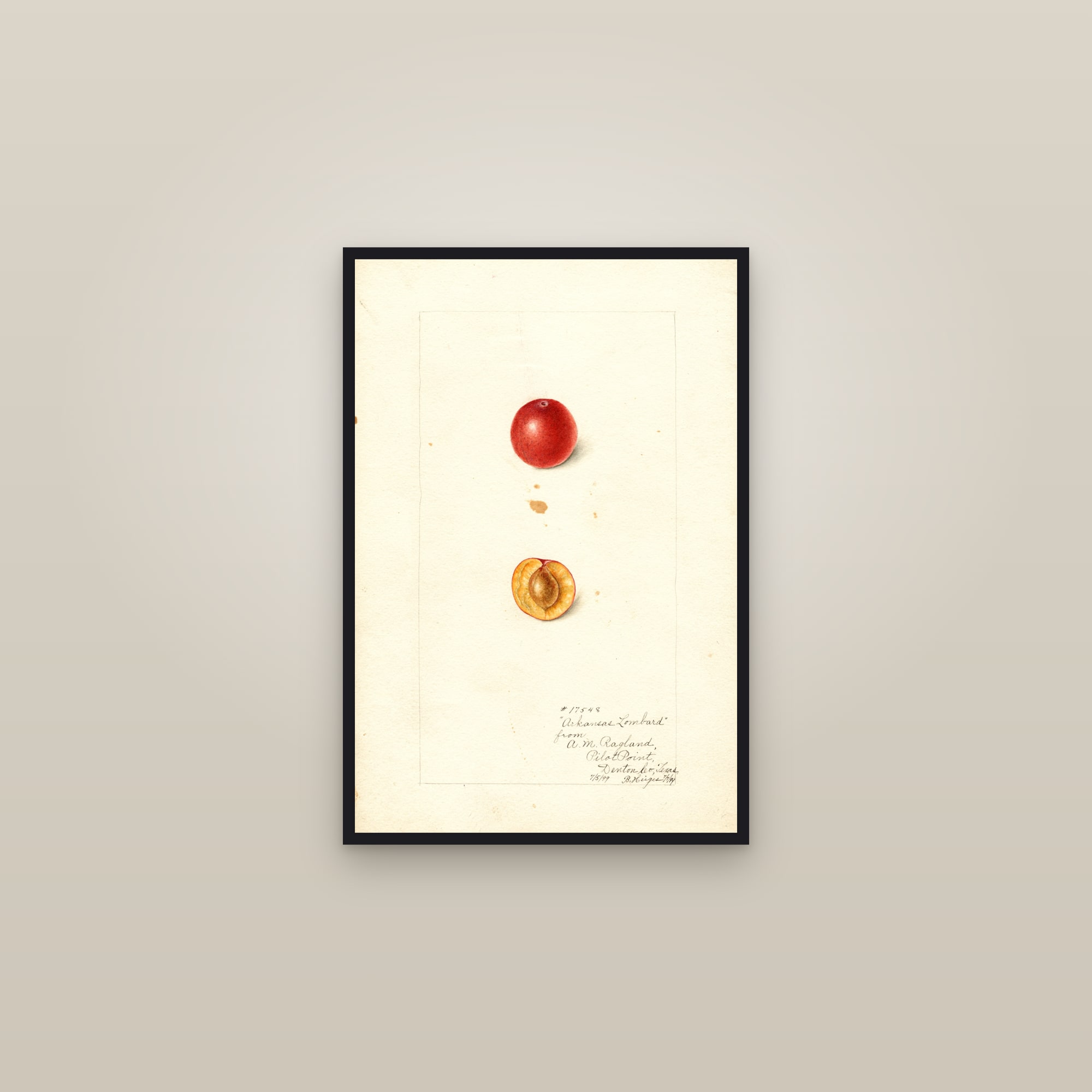 Arkansas Lombard Plum — framed in a gallery setting