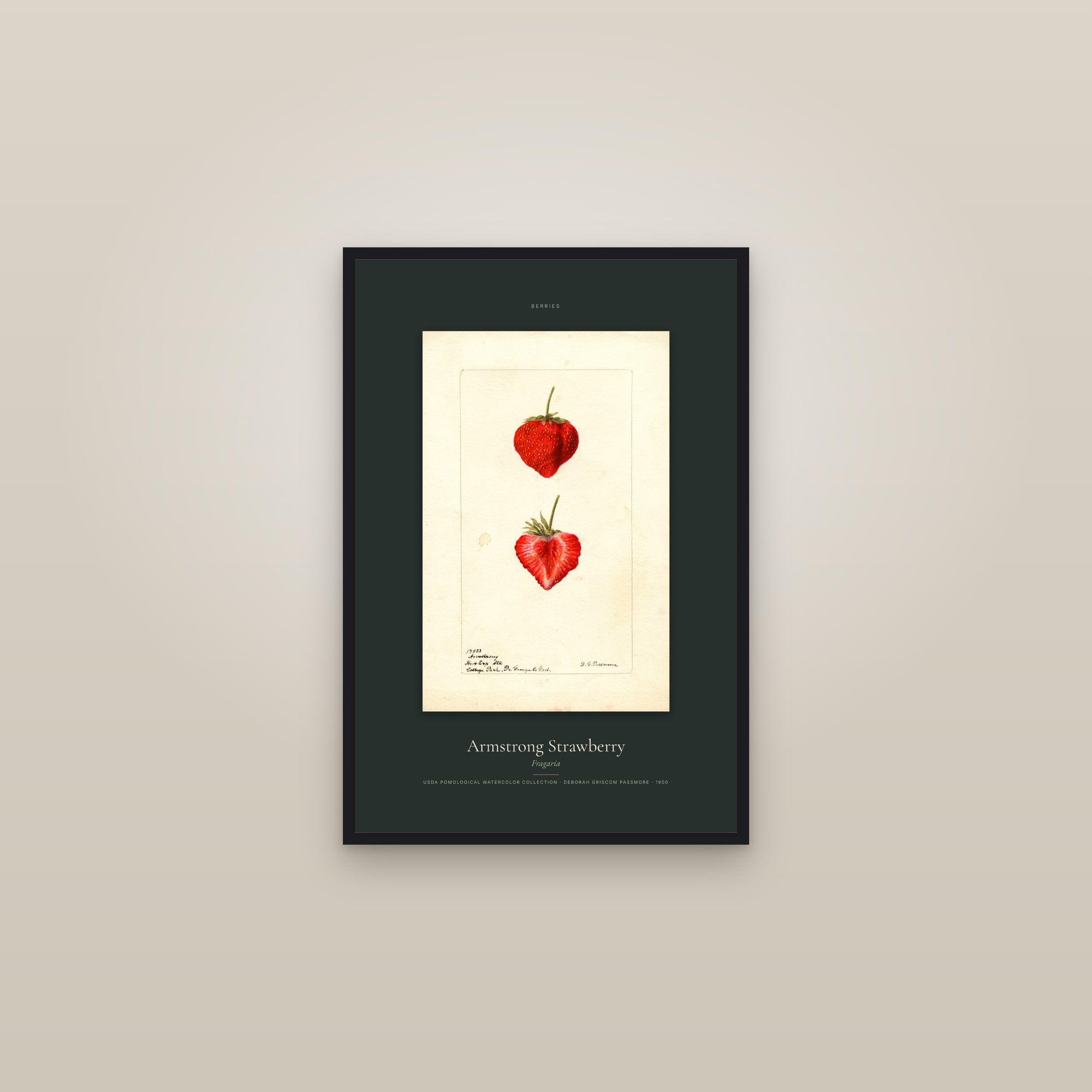 Armstrong Strawberry — Specimen — framed in a gallery setting