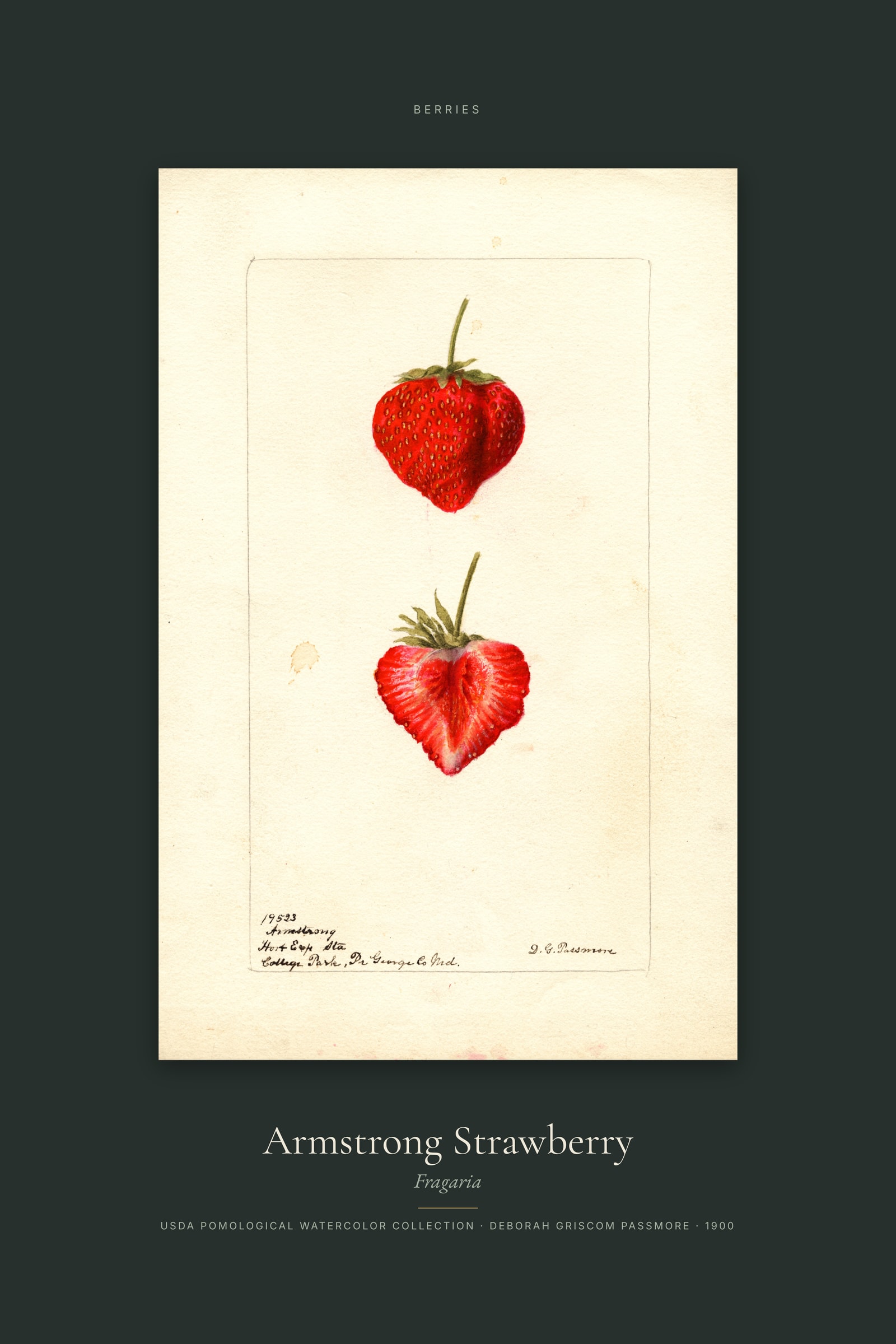 Armstrong Strawberry — Specimen