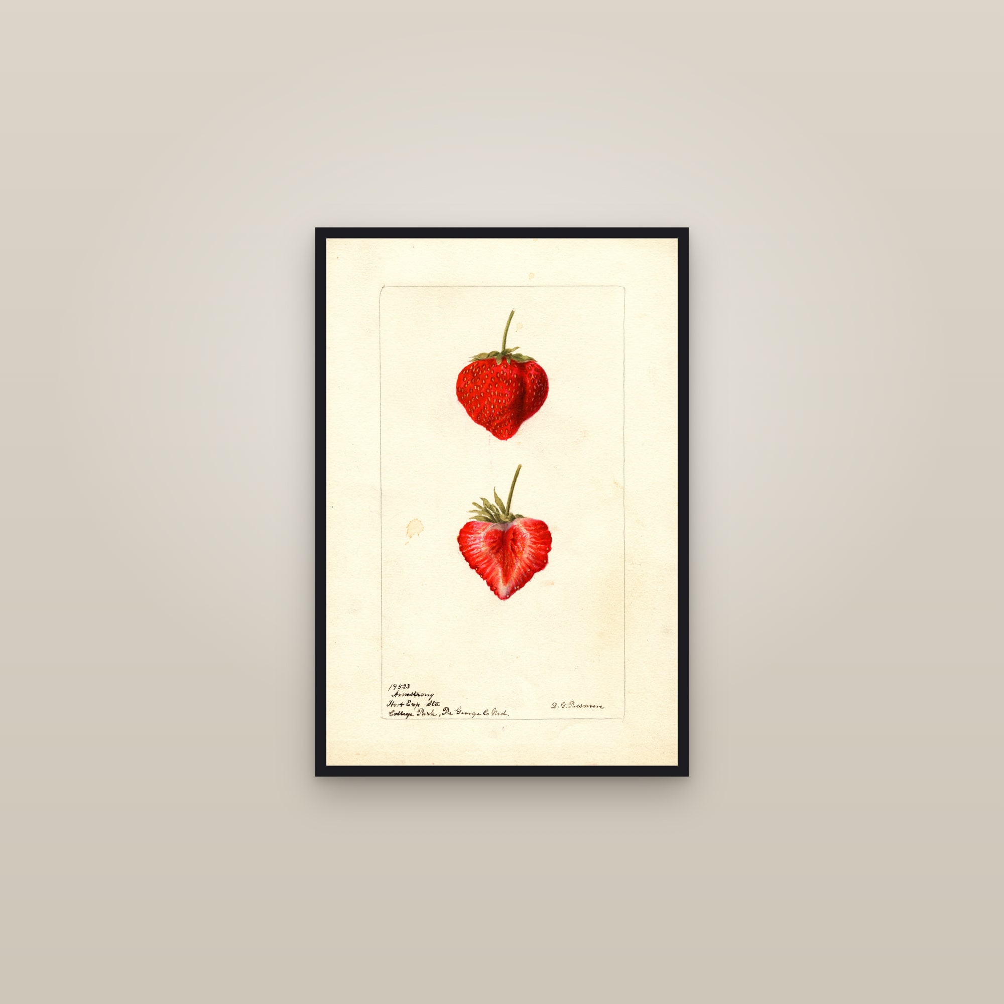 Armstrong Strawberry — framed in a gallery setting