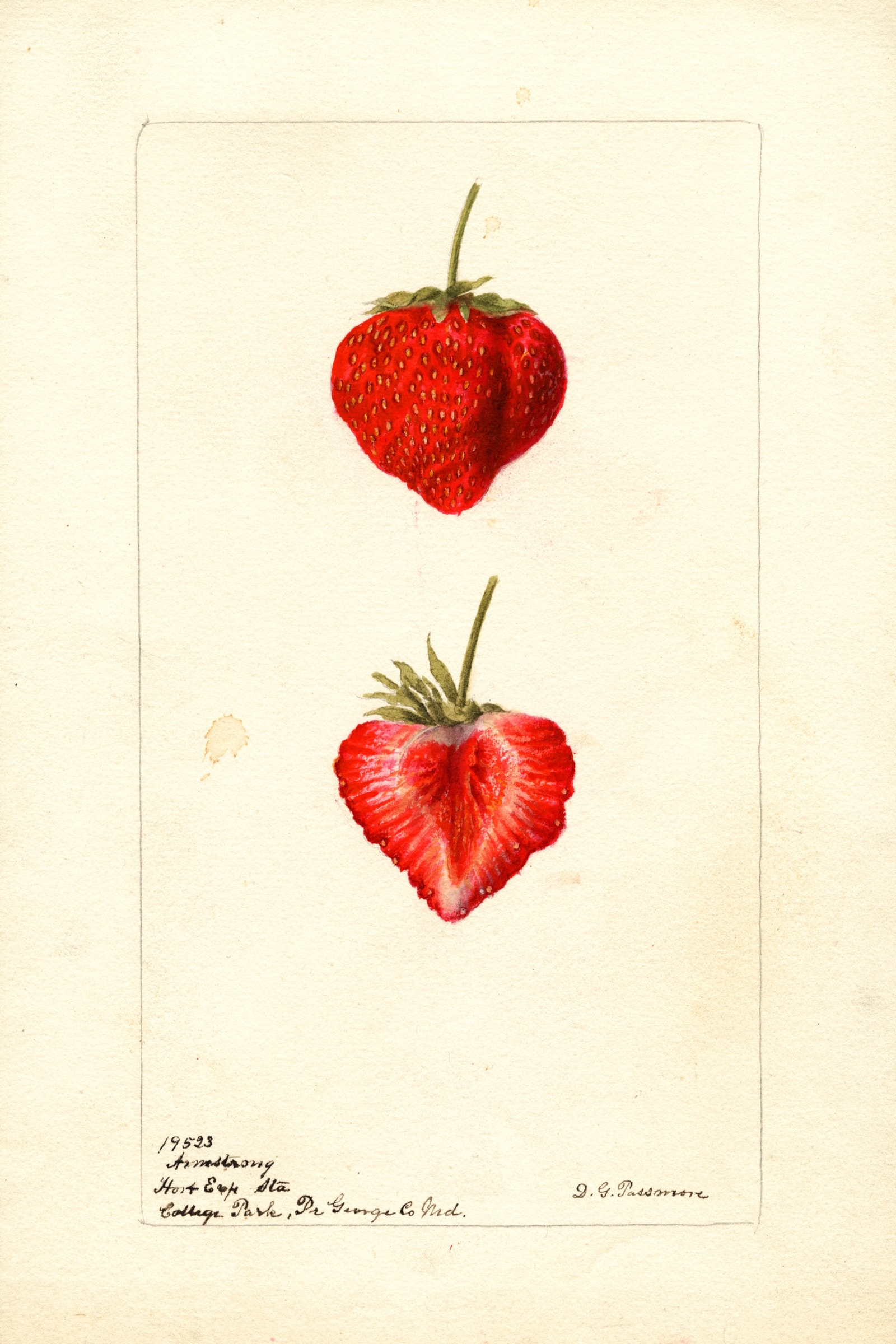 Armstrong Strawberry