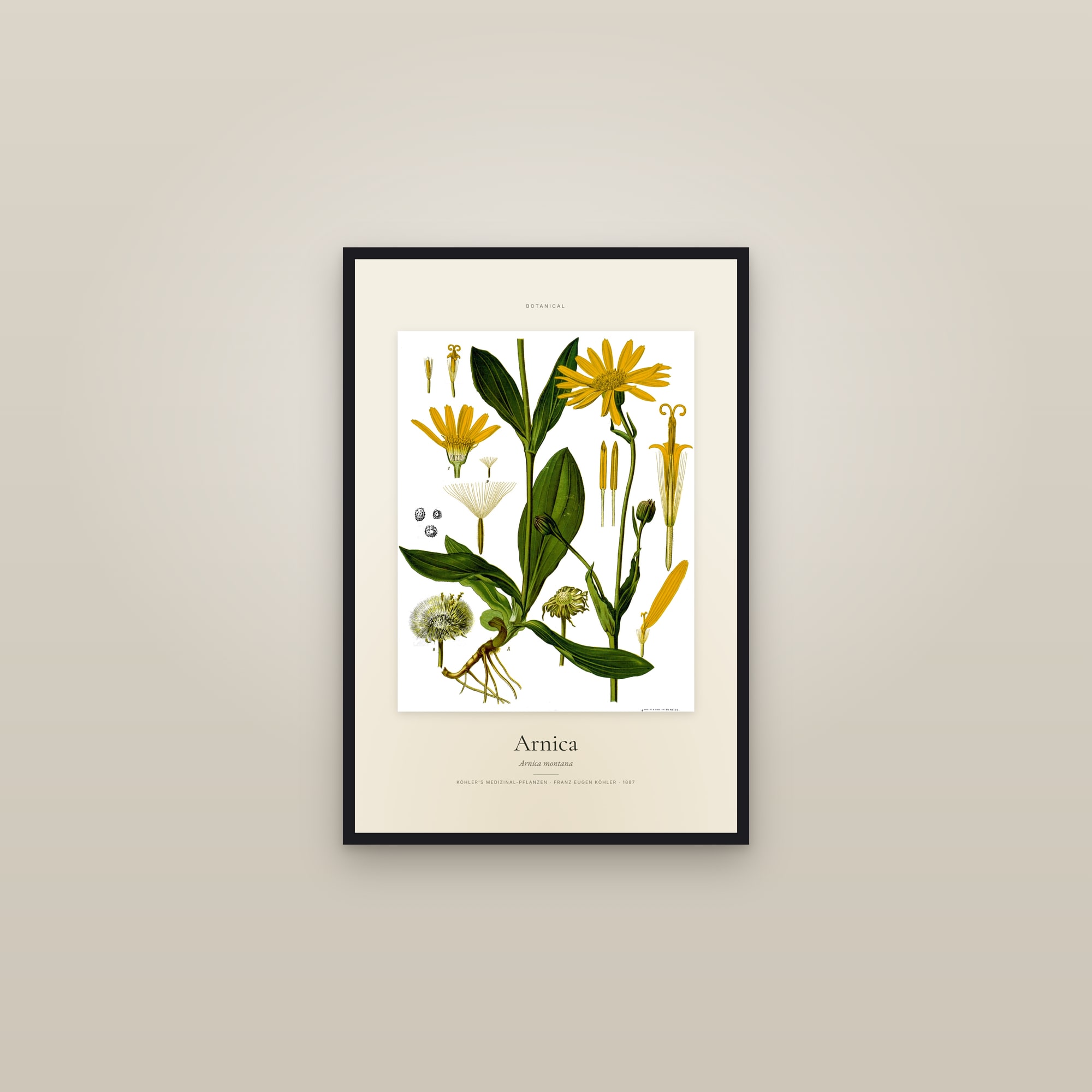 Arnica (Köhler) — Specimen — framed in a gallery setting