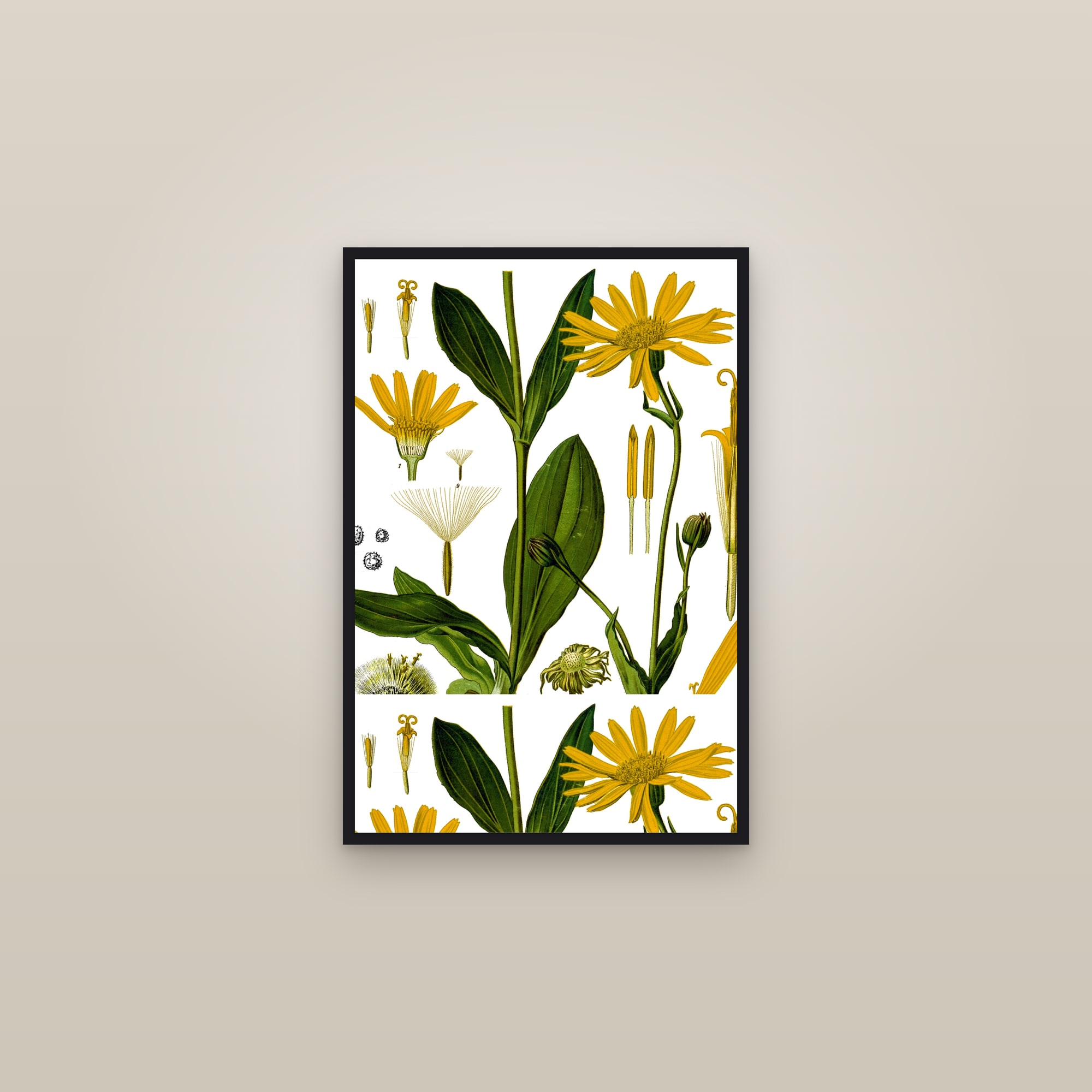 Arnica