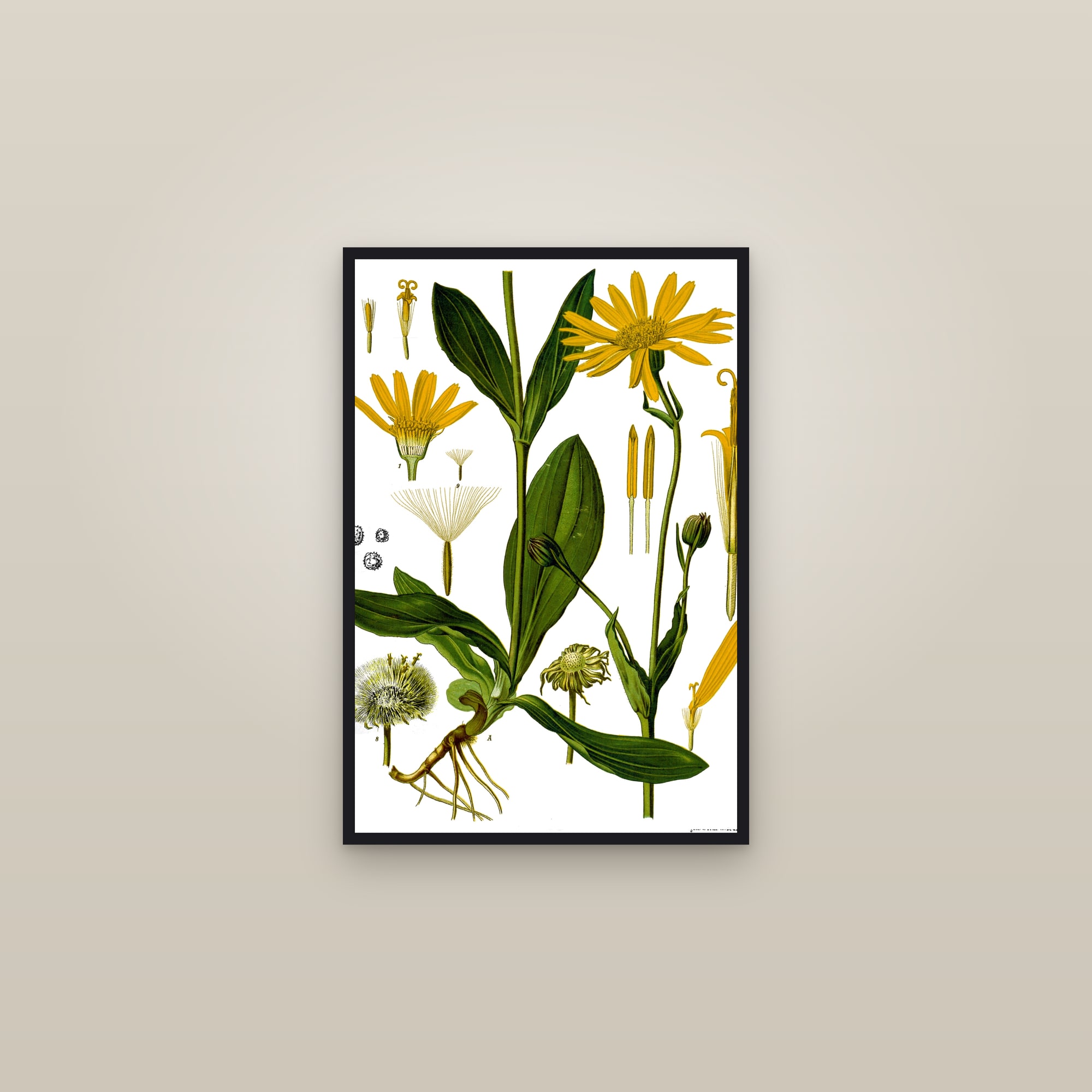 Arnica (Köhler) — framed in a gallery setting