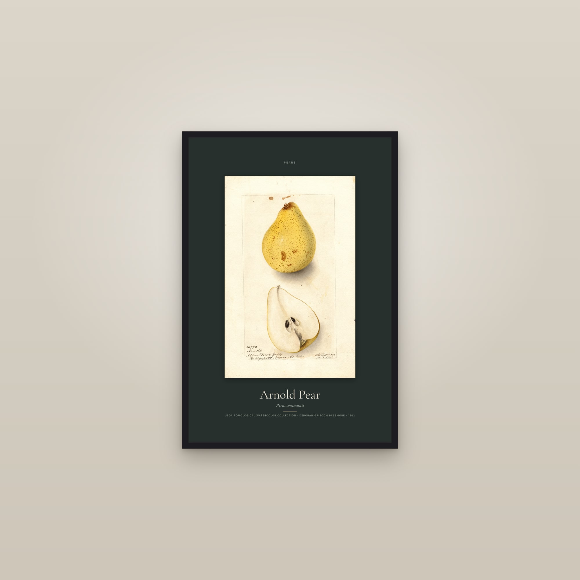 Arnold Pear — Specimen — framed in a gallery setting