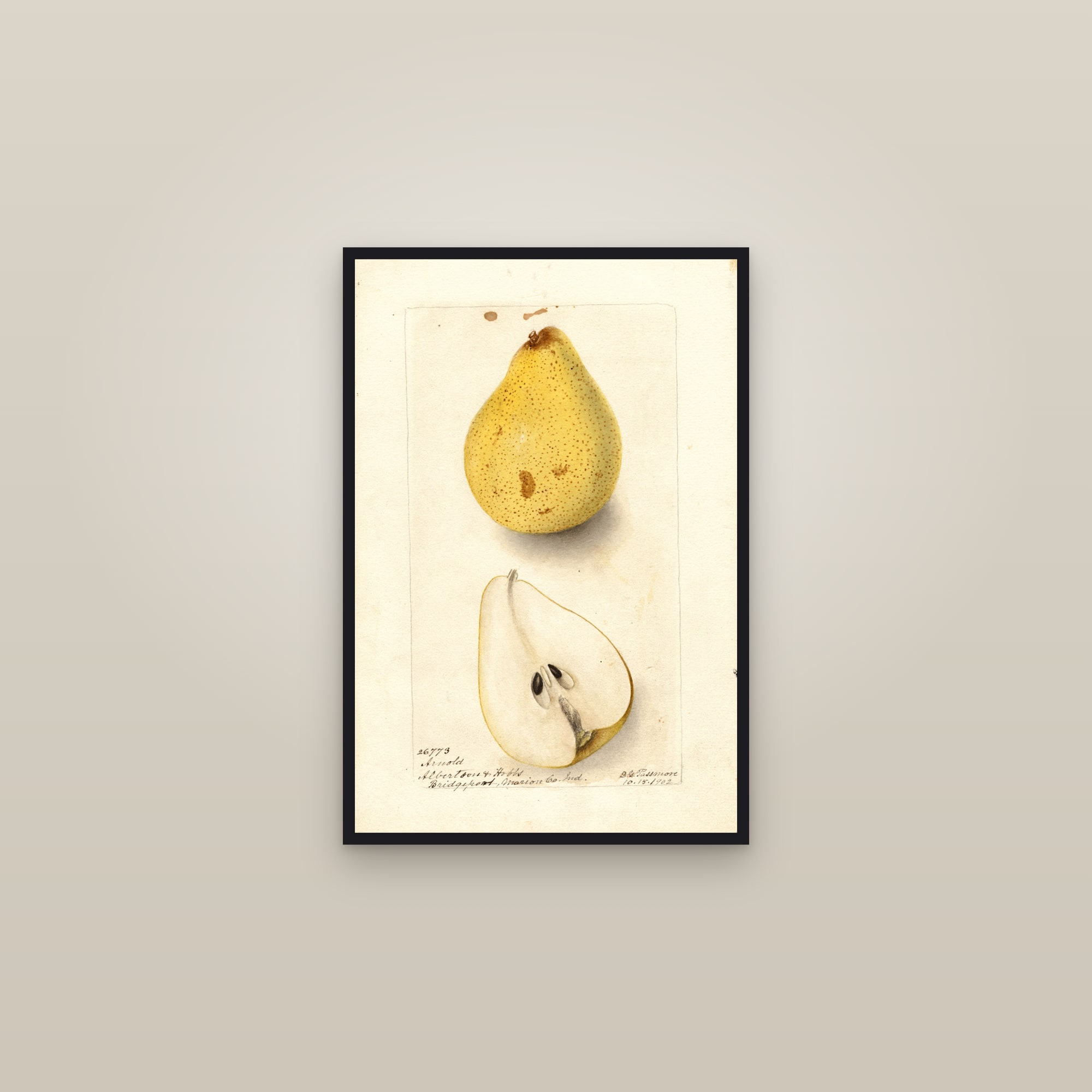 Arnold Pear — framed in a gallery setting