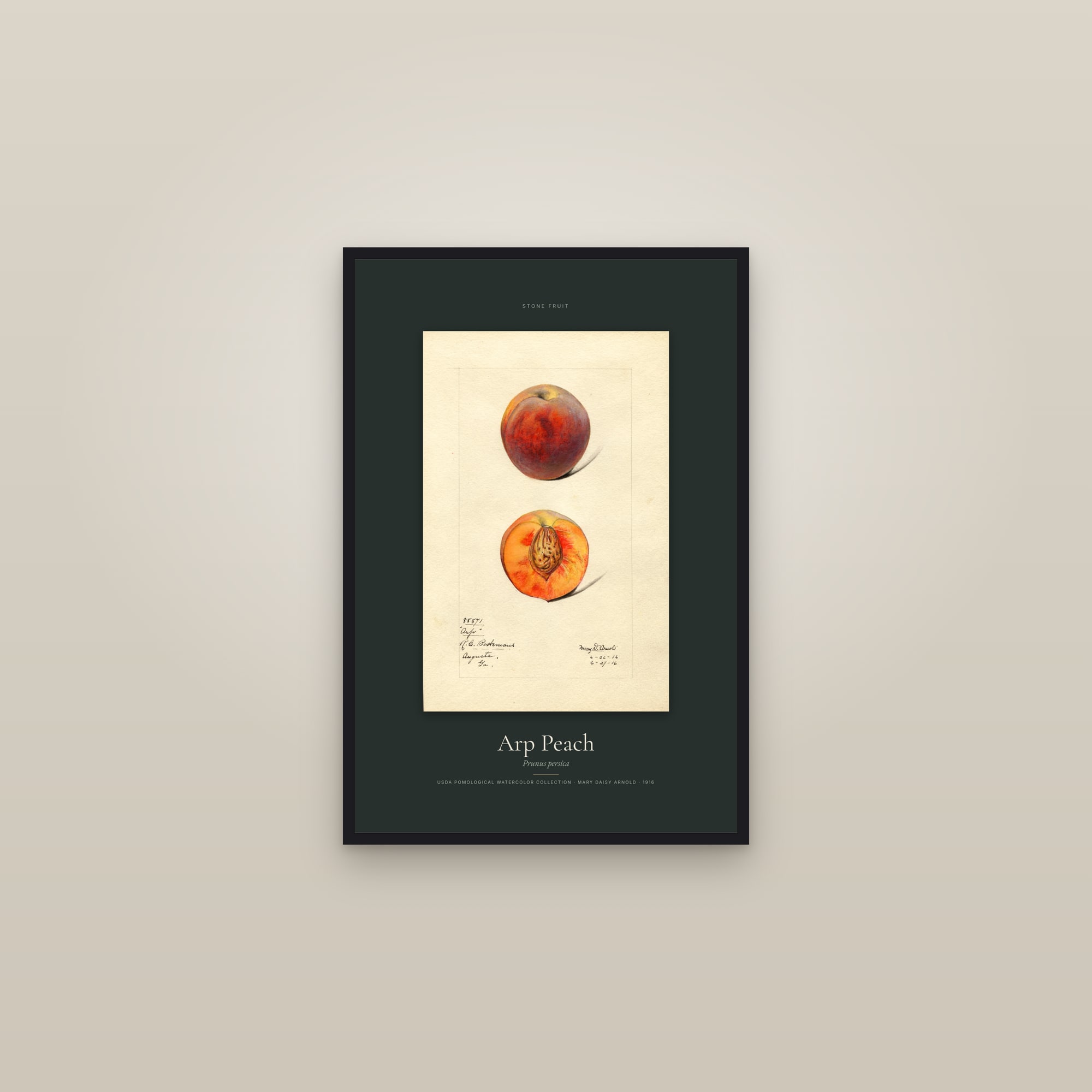 Arp Peach — Specimen — framed in a gallery setting