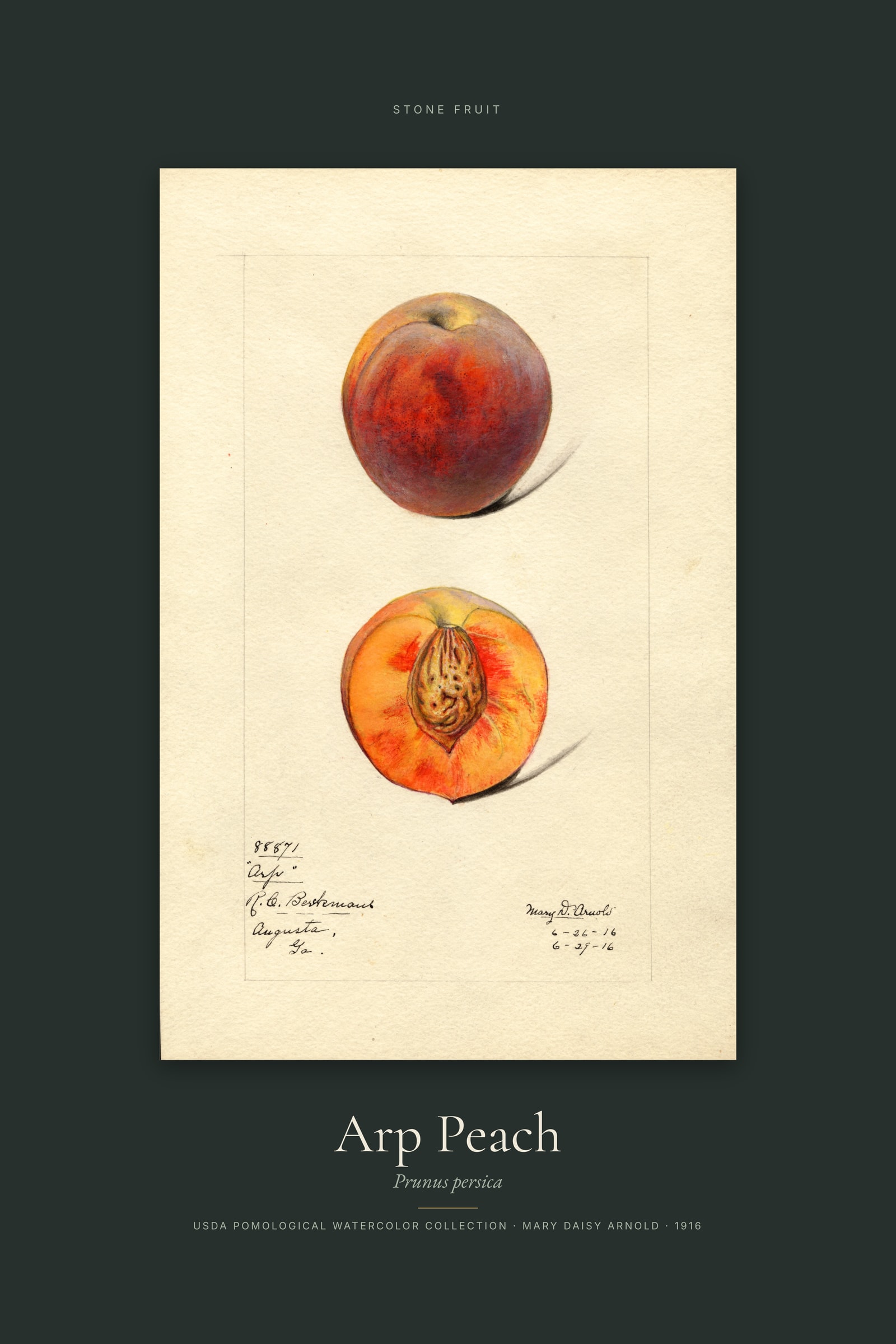 Arp Peach — Specimen