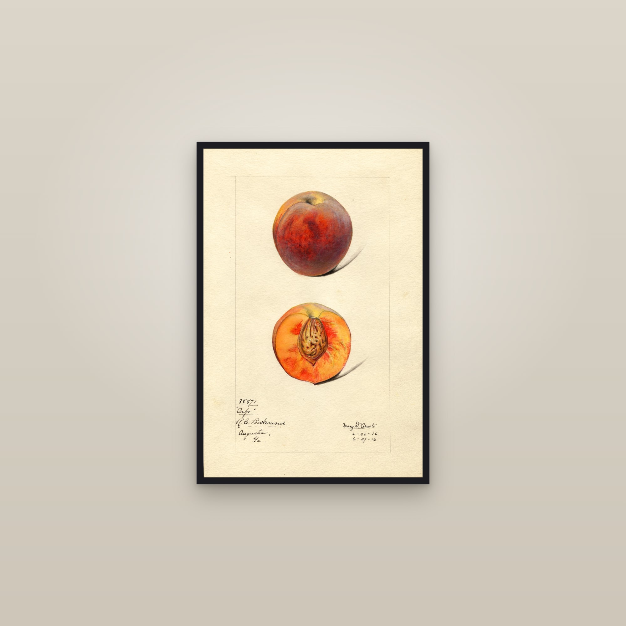 Arp Peach — framed in a gallery setting