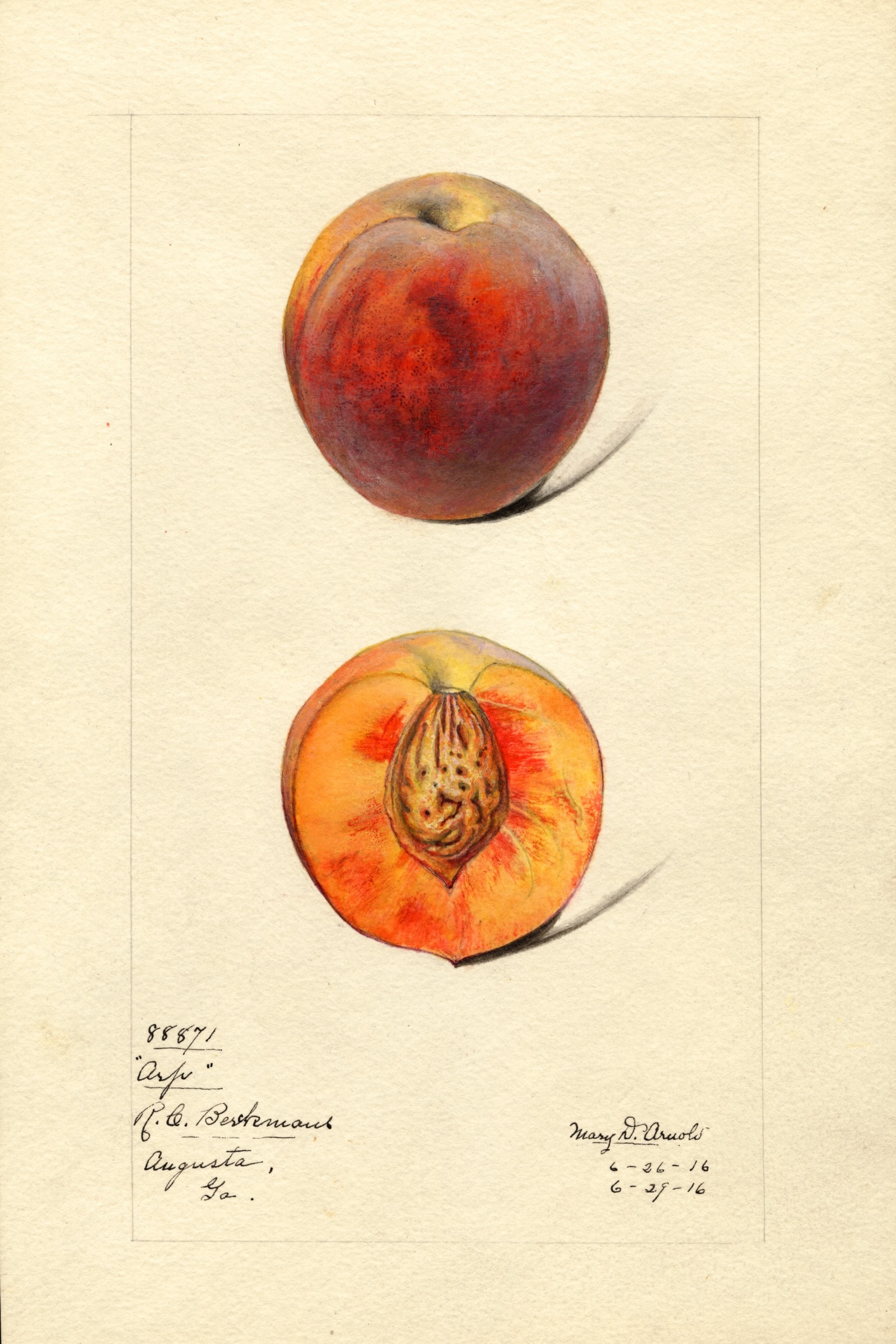 Arp Peach