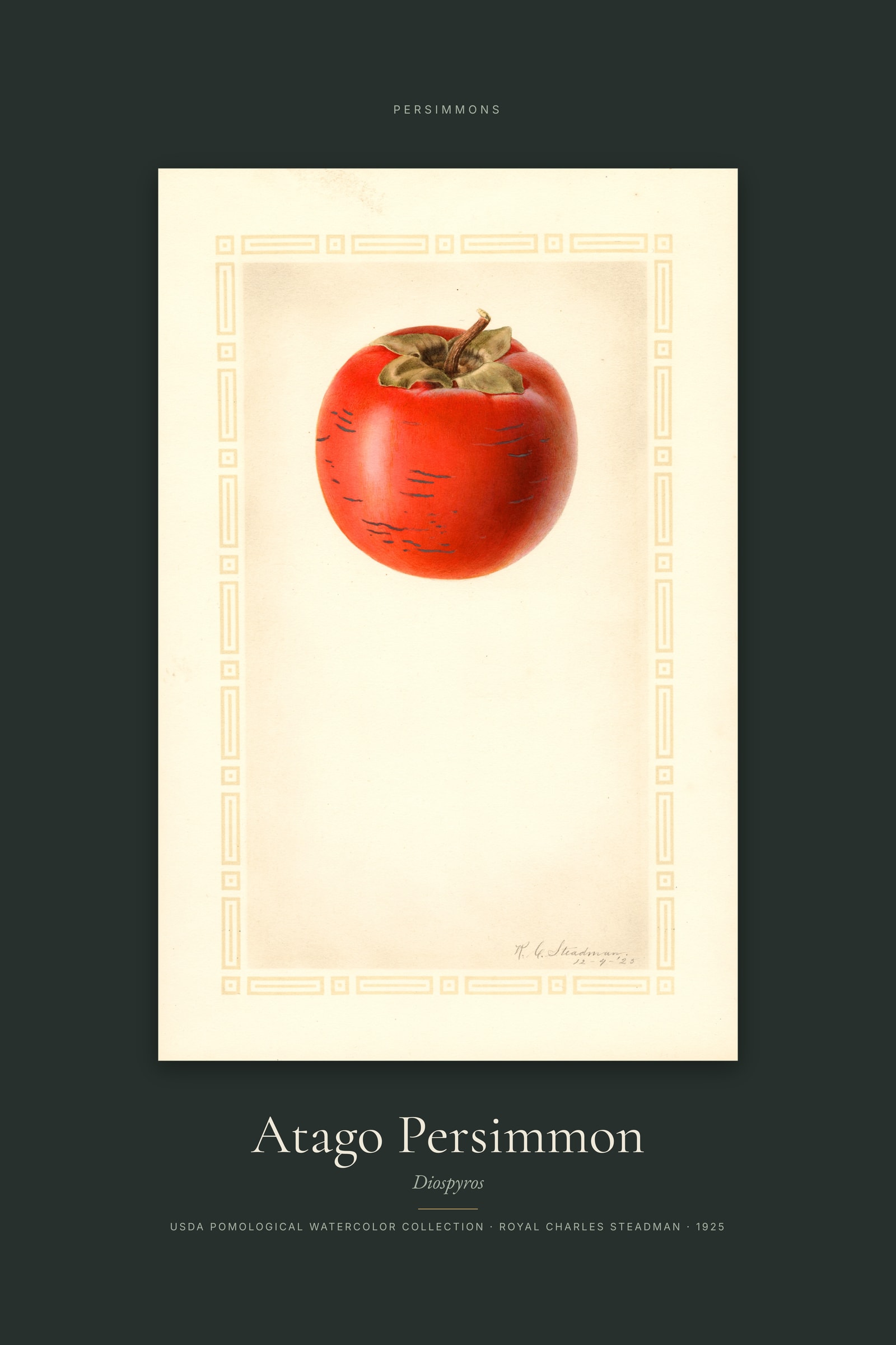Atago Persimmon — Specimen