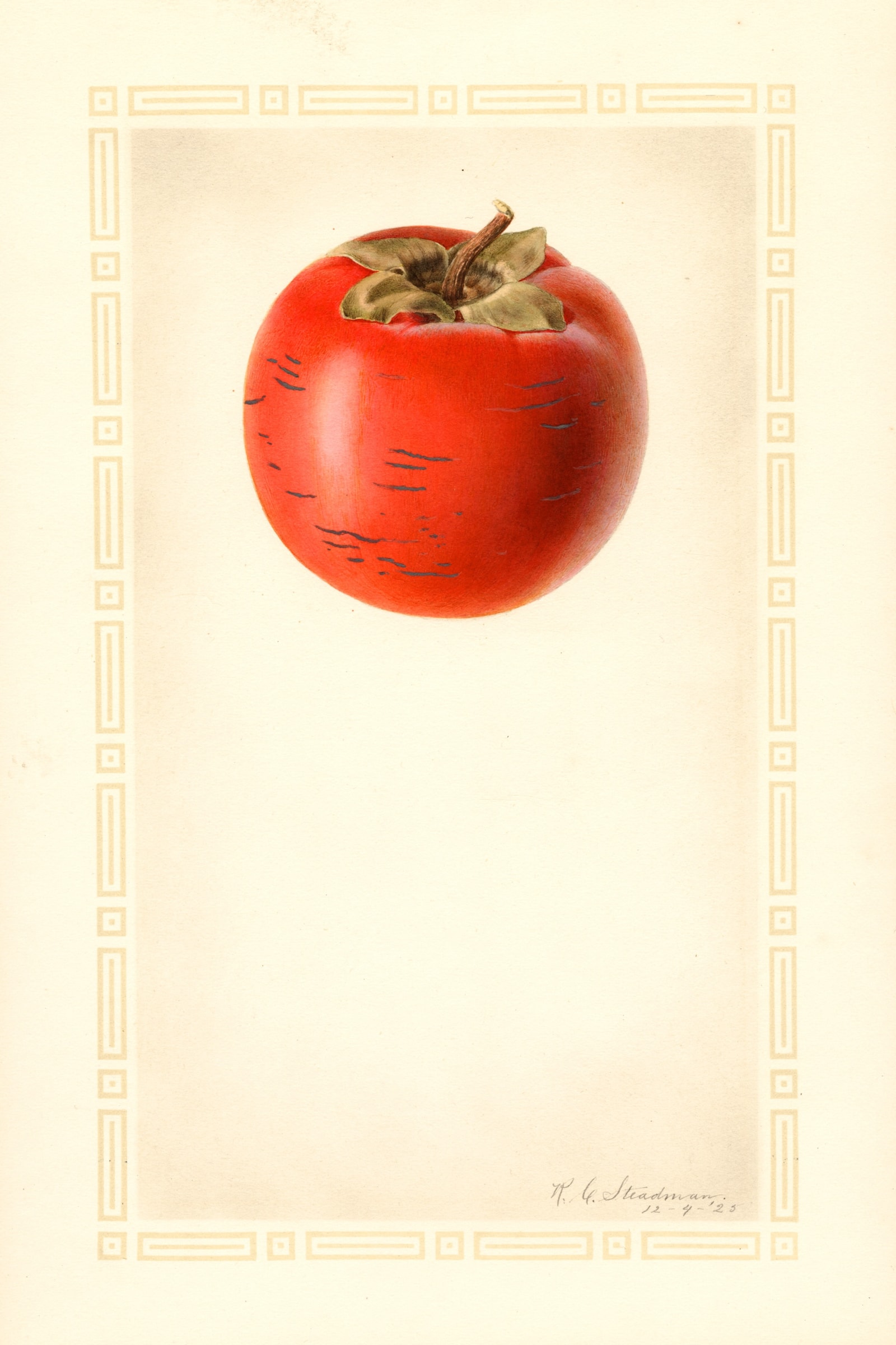 Atago Persimmon