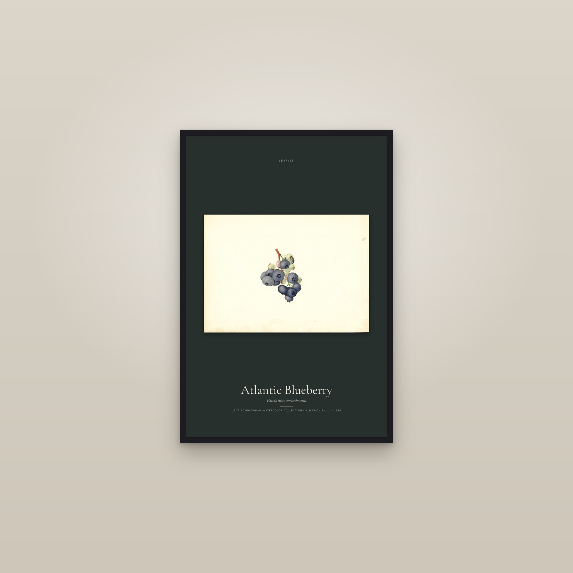 Atlantic Blueberry — framed in a gallery setting