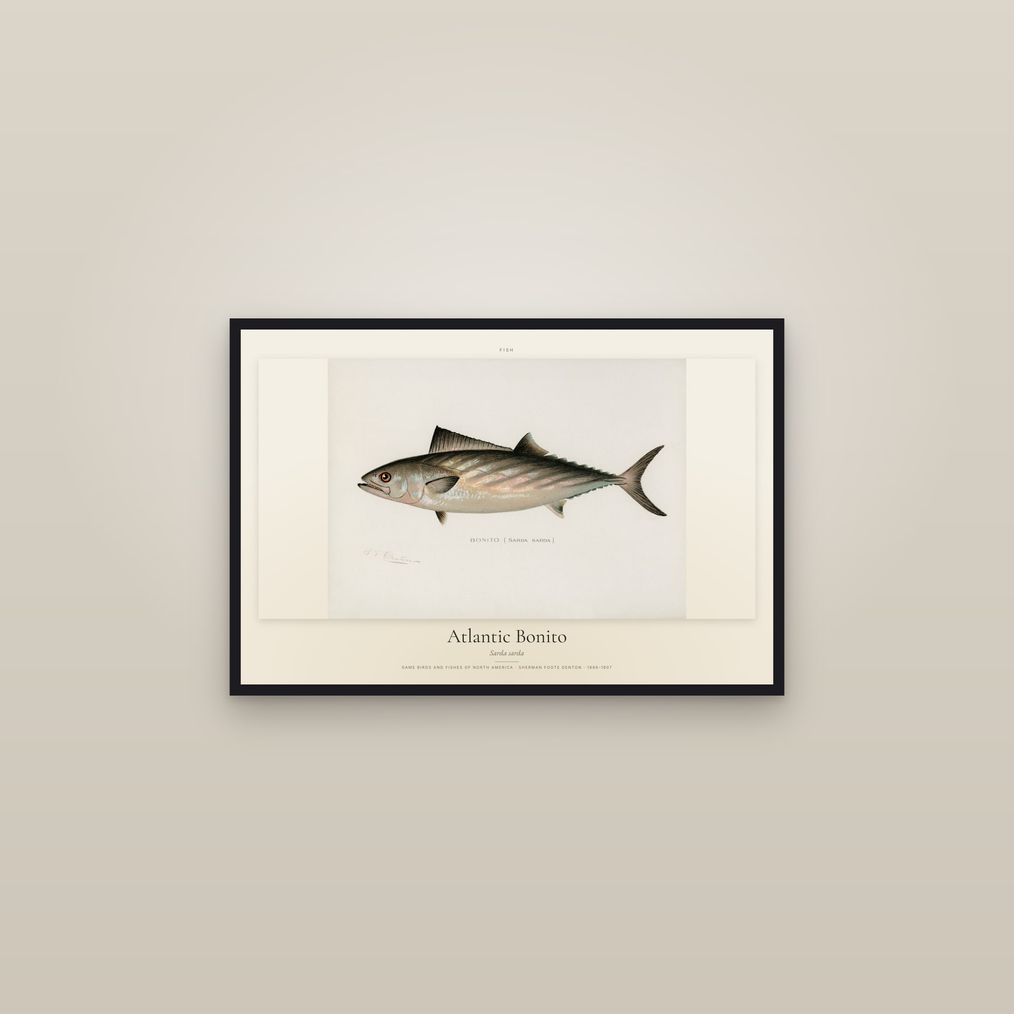 Atlantic Bonito — framed in a gallery setting
