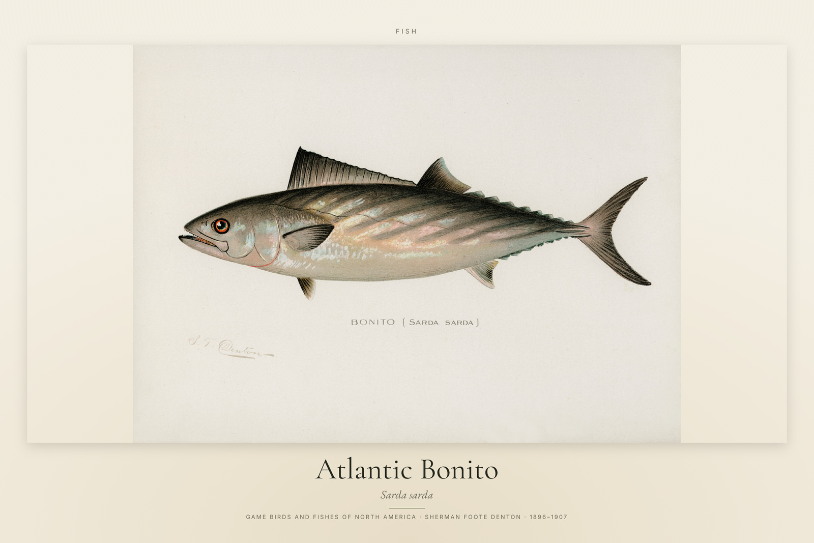 Atlantic Bonito