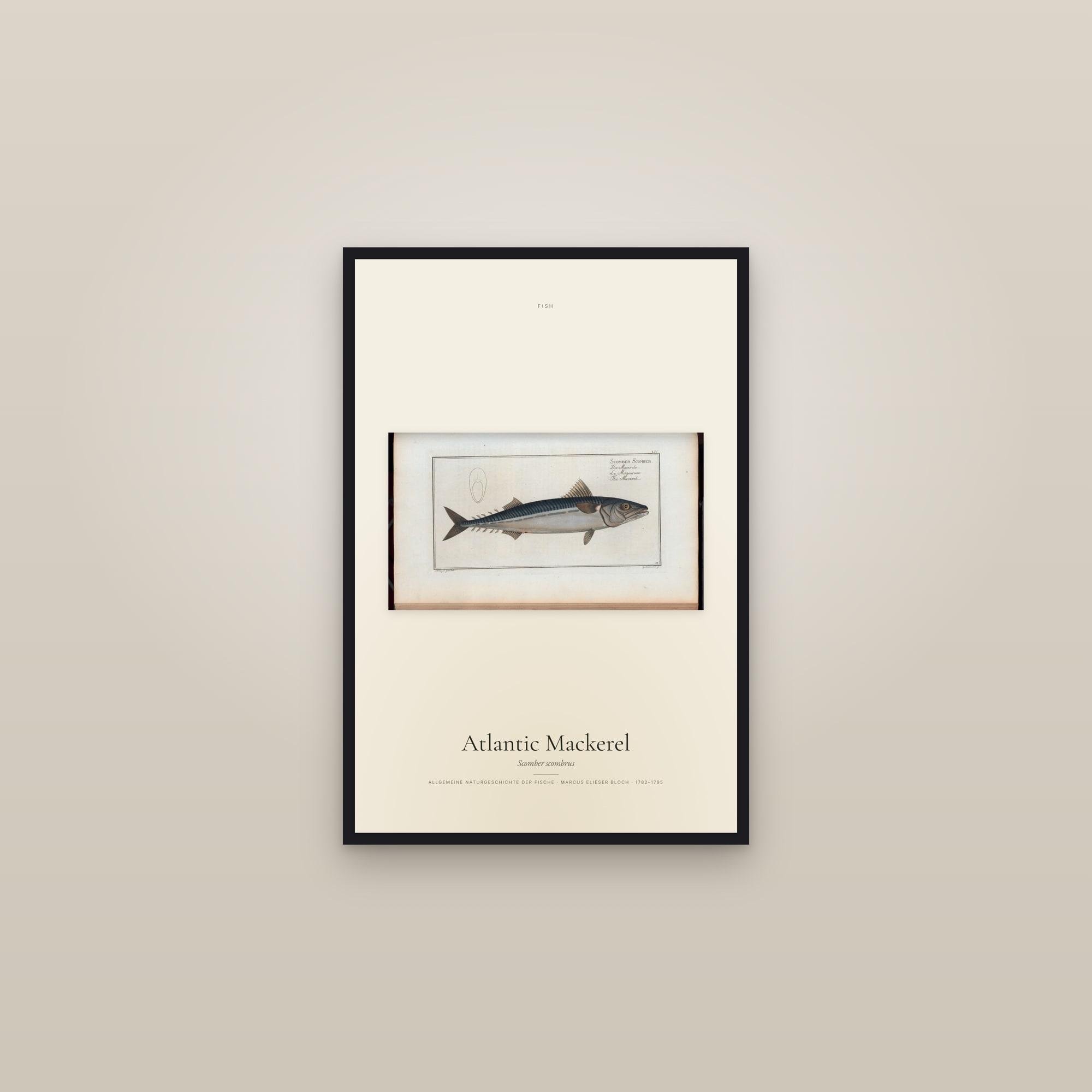 Atlantic Mackerel — framed in a gallery setting