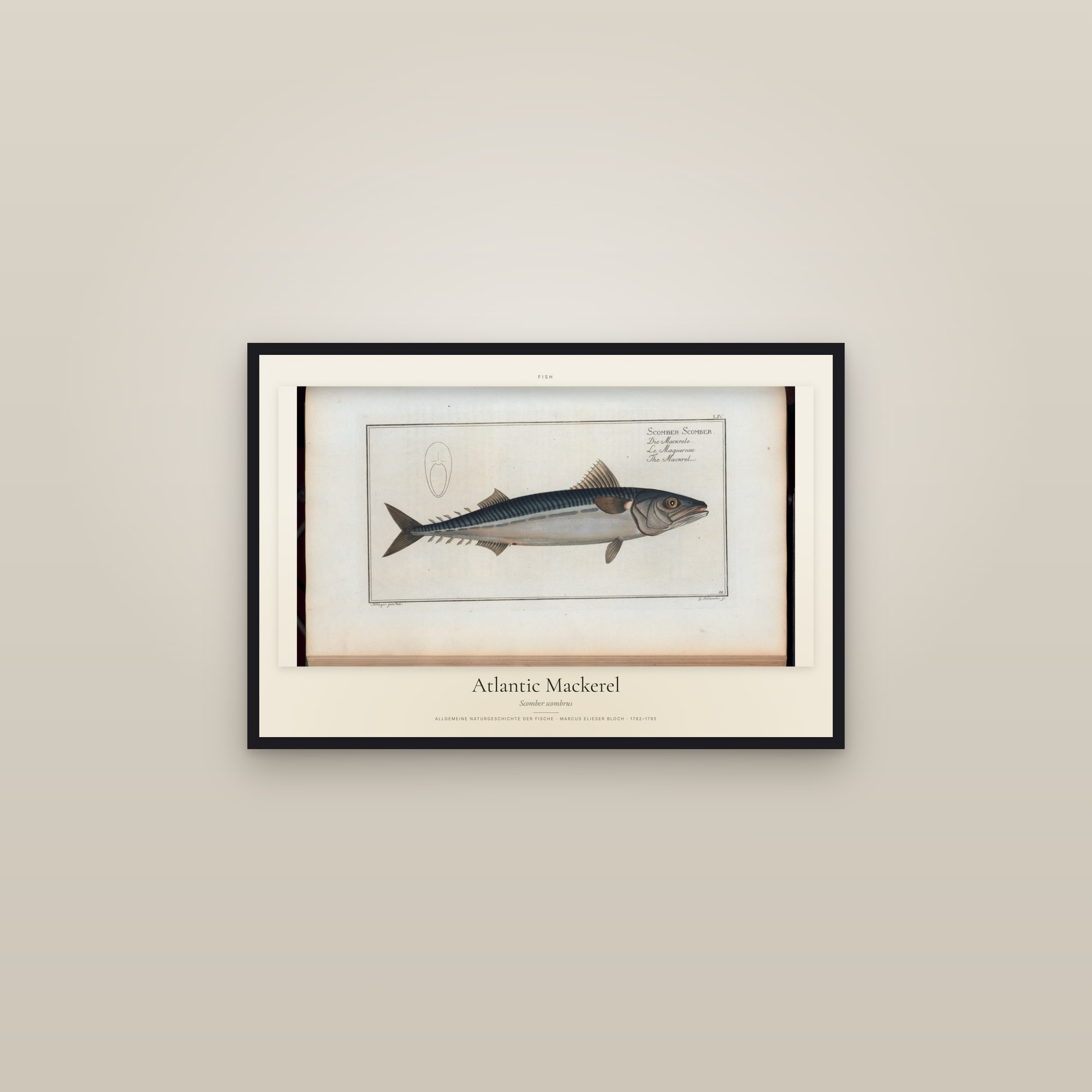 Atlantic Mackerel — framed in a gallery setting
