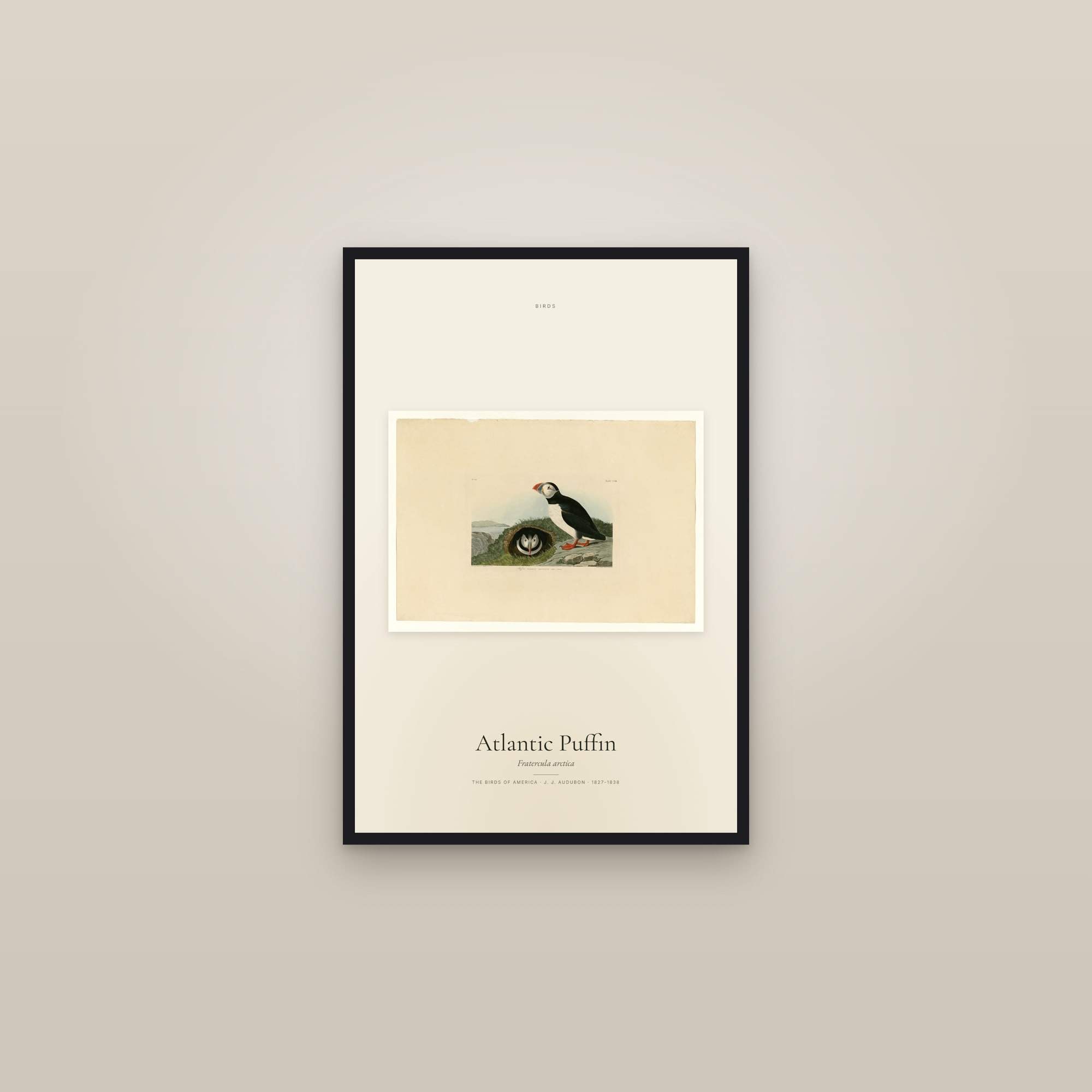 Atlantic Puffin — framed in a gallery setting