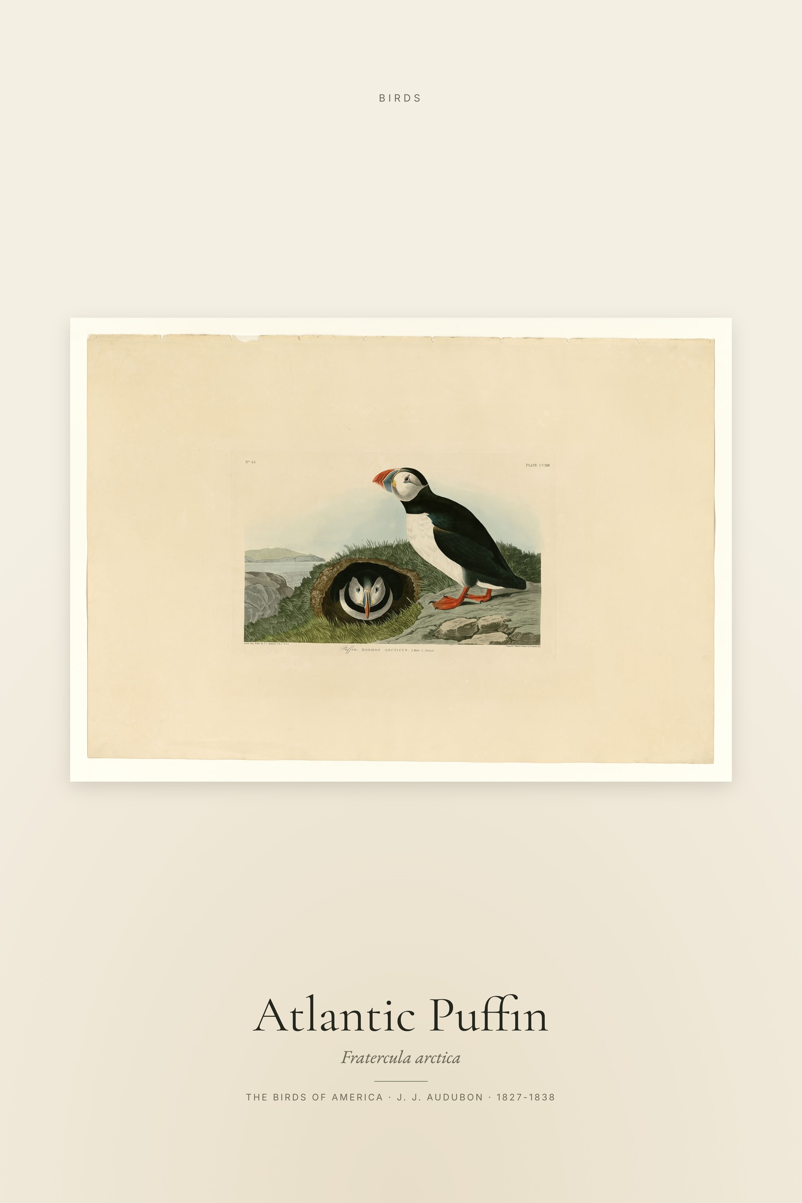 Atlantic Puffin