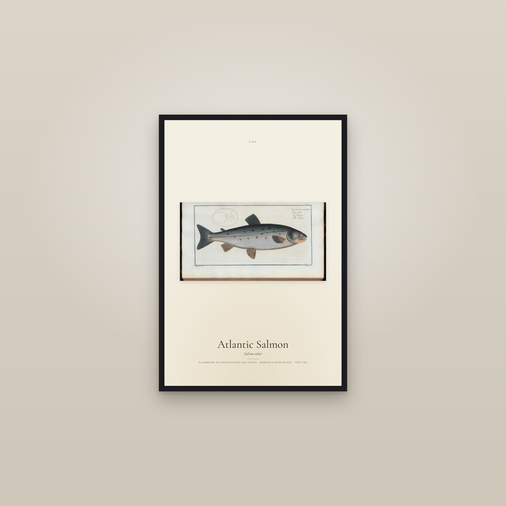 Atlantic Salmon