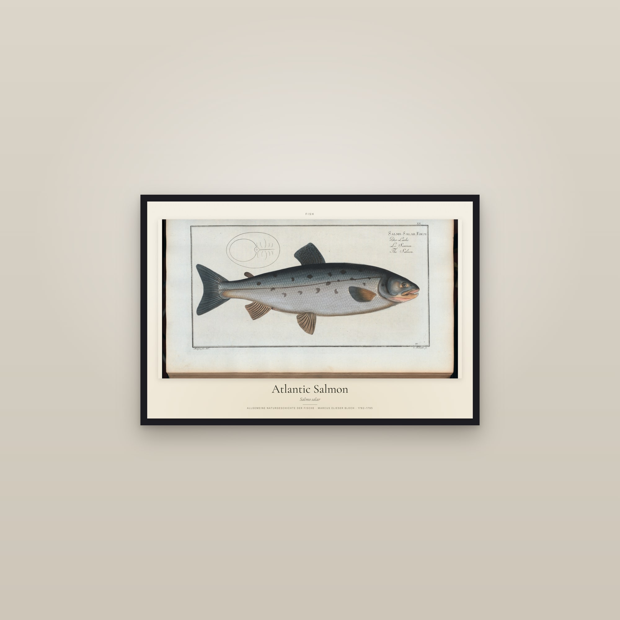 Atlantic Salmon — framed in a gallery setting