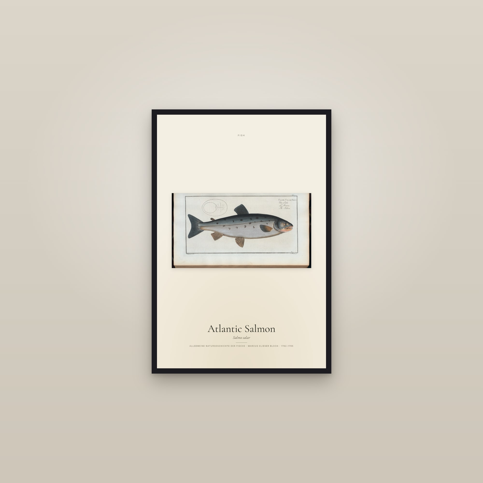 Atlantic Salmon