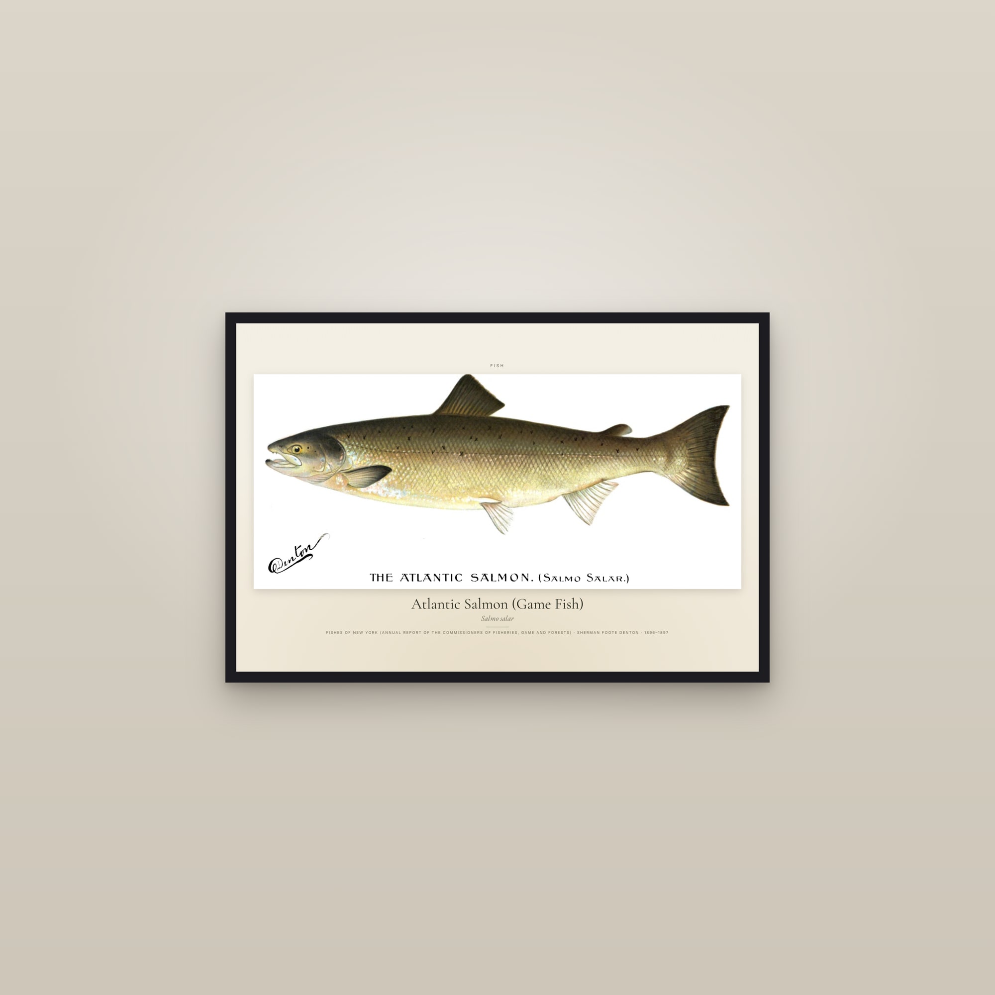 Atlantic Salmon (Game Fish) — framed in a gallery setting