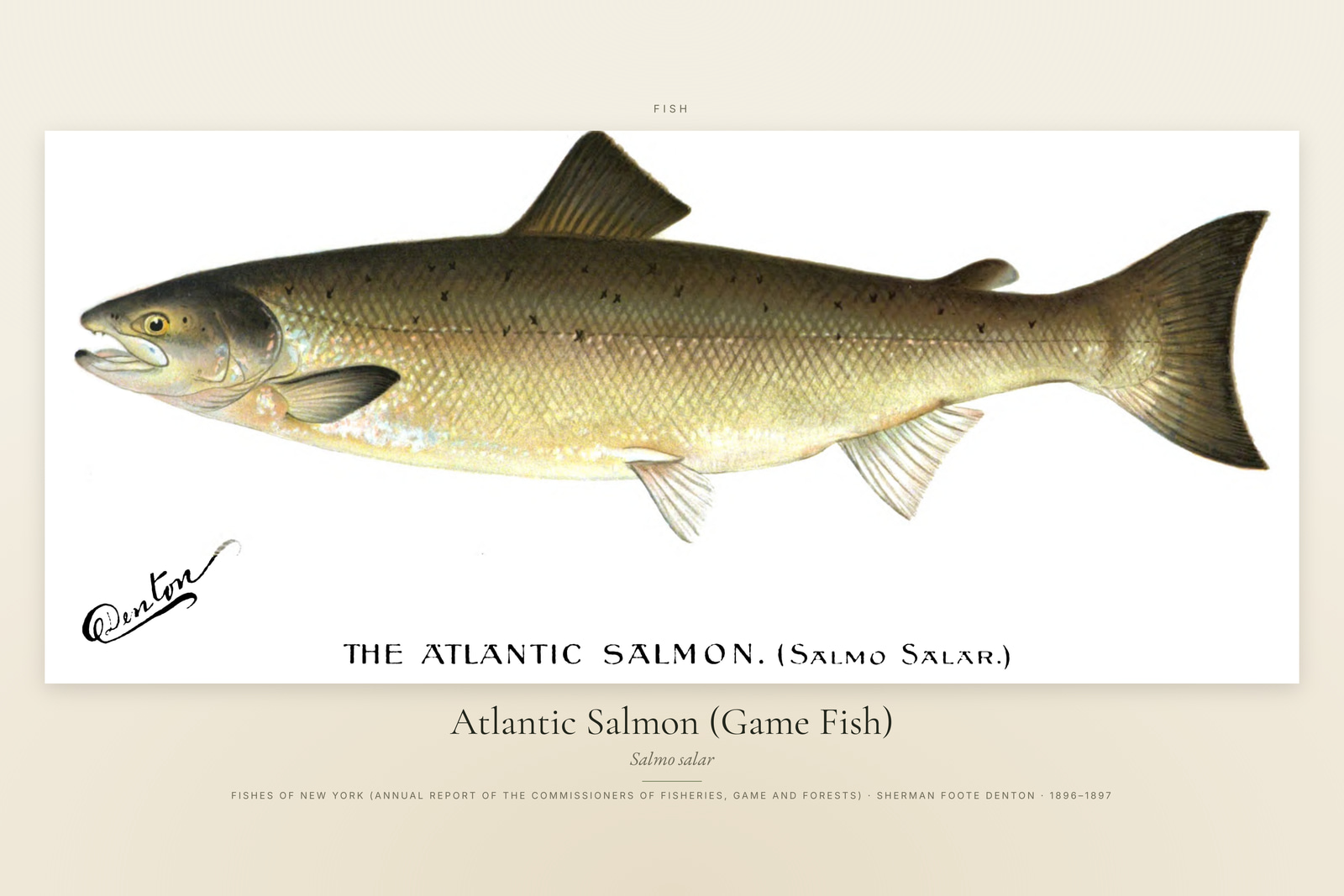 Atlantic Salmon (Game Fish)