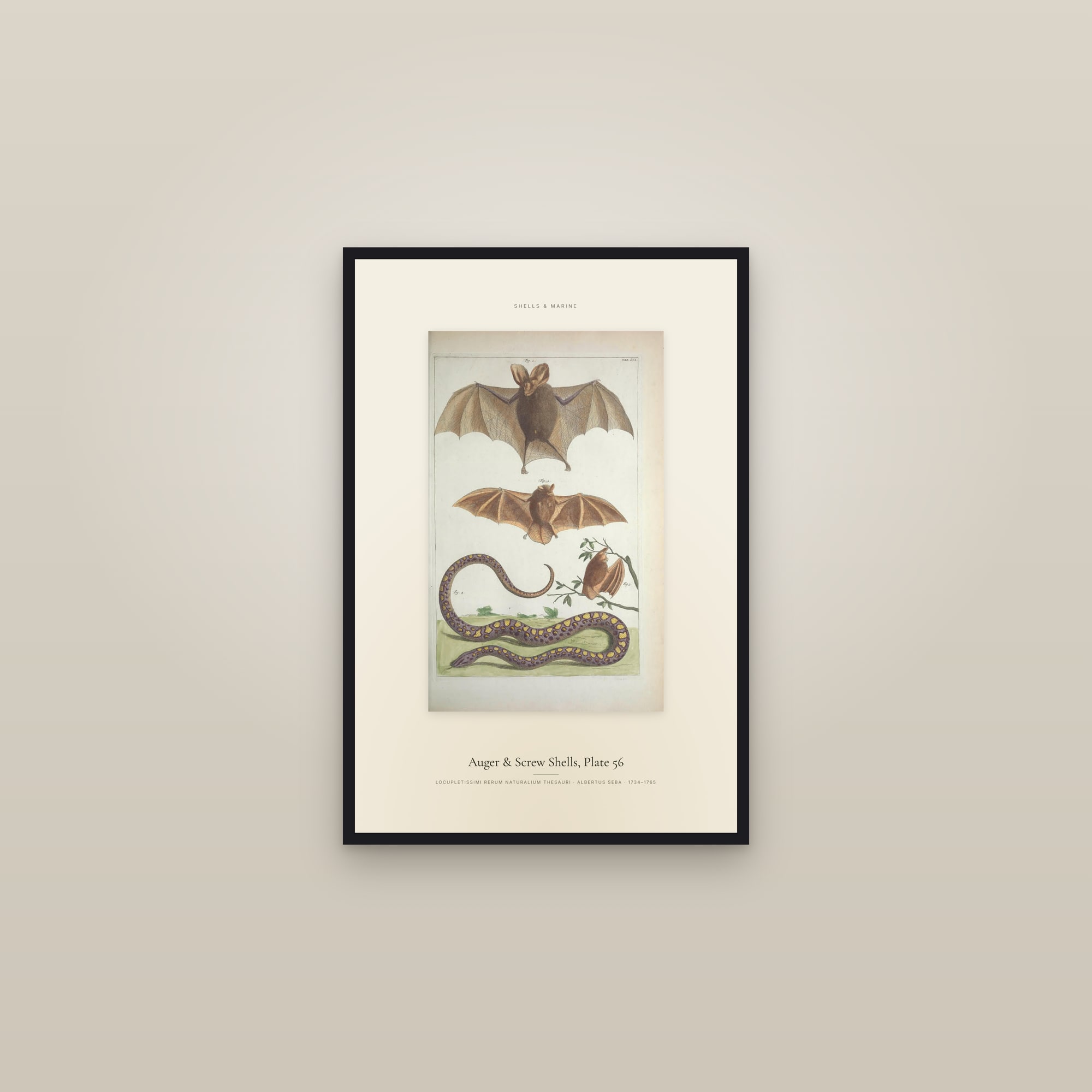 Auger & Screw Shells, Plate 56 — Specimen — framed in a gallery setting