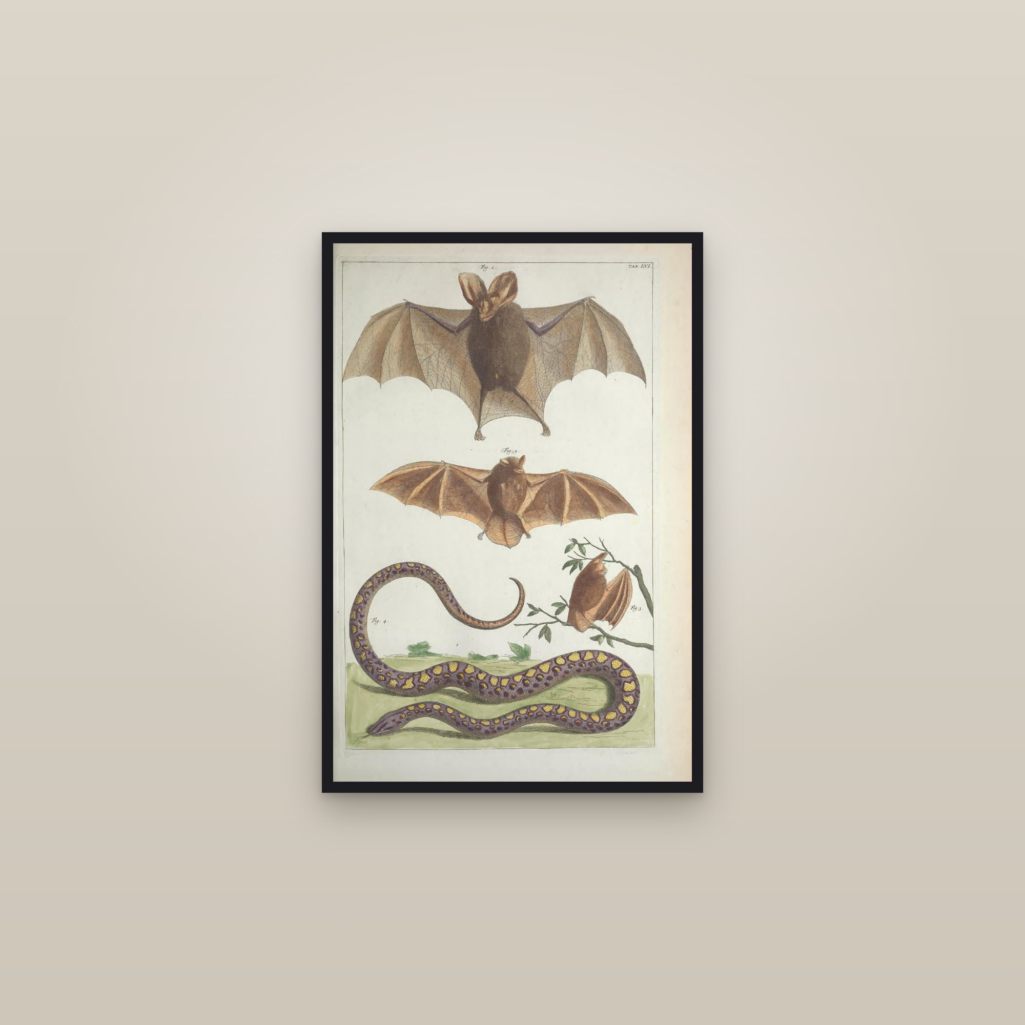 Auger & Screw Shells, Plate 56 — framed in a gallery setting